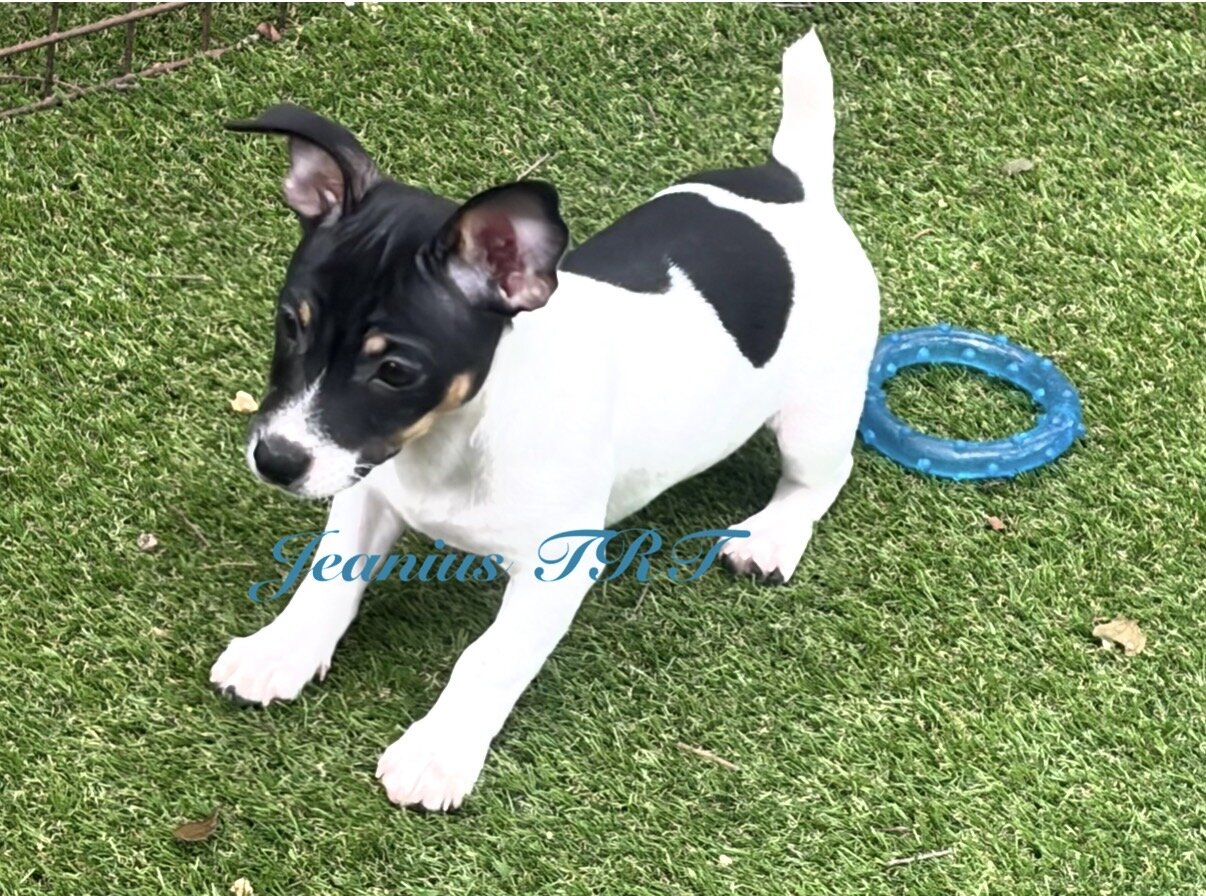 Teddy Roosevelt Terrier pup/Rat Terrier type B image 1