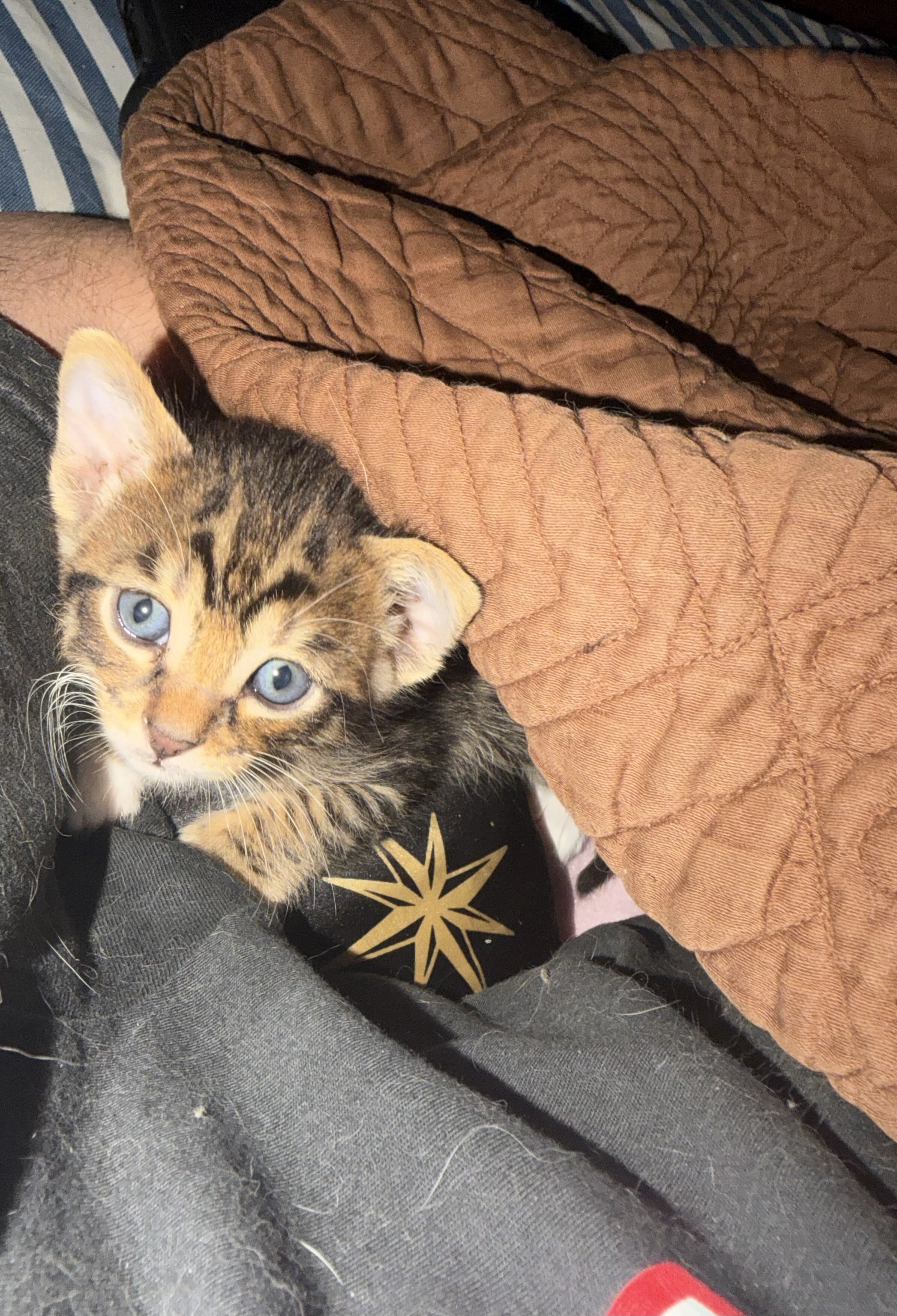 Bengal Tuxedo Kittens (50/50 mix) image 1