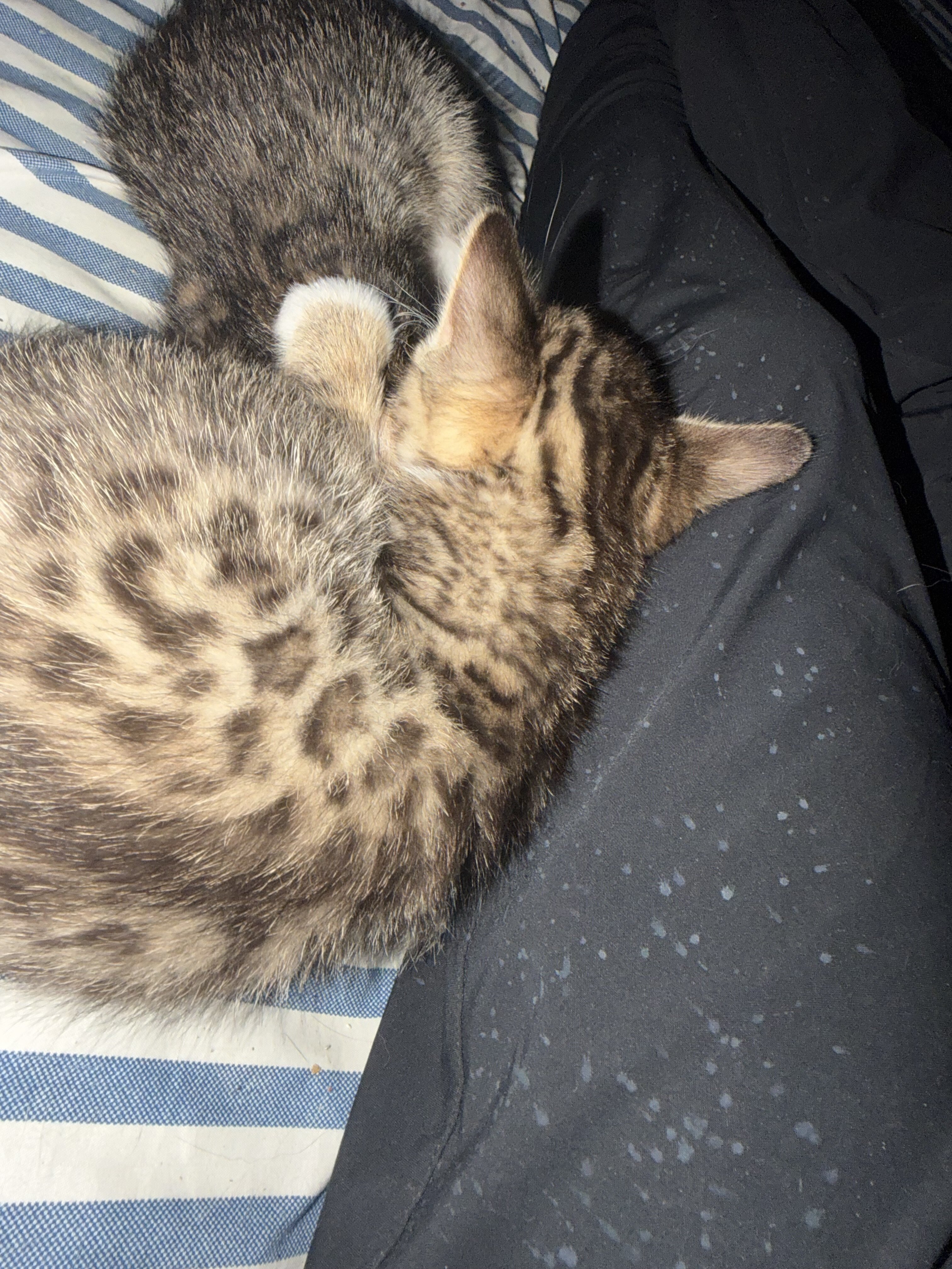 Bengal Tuxedo Kittens (50/50 mix) image 3