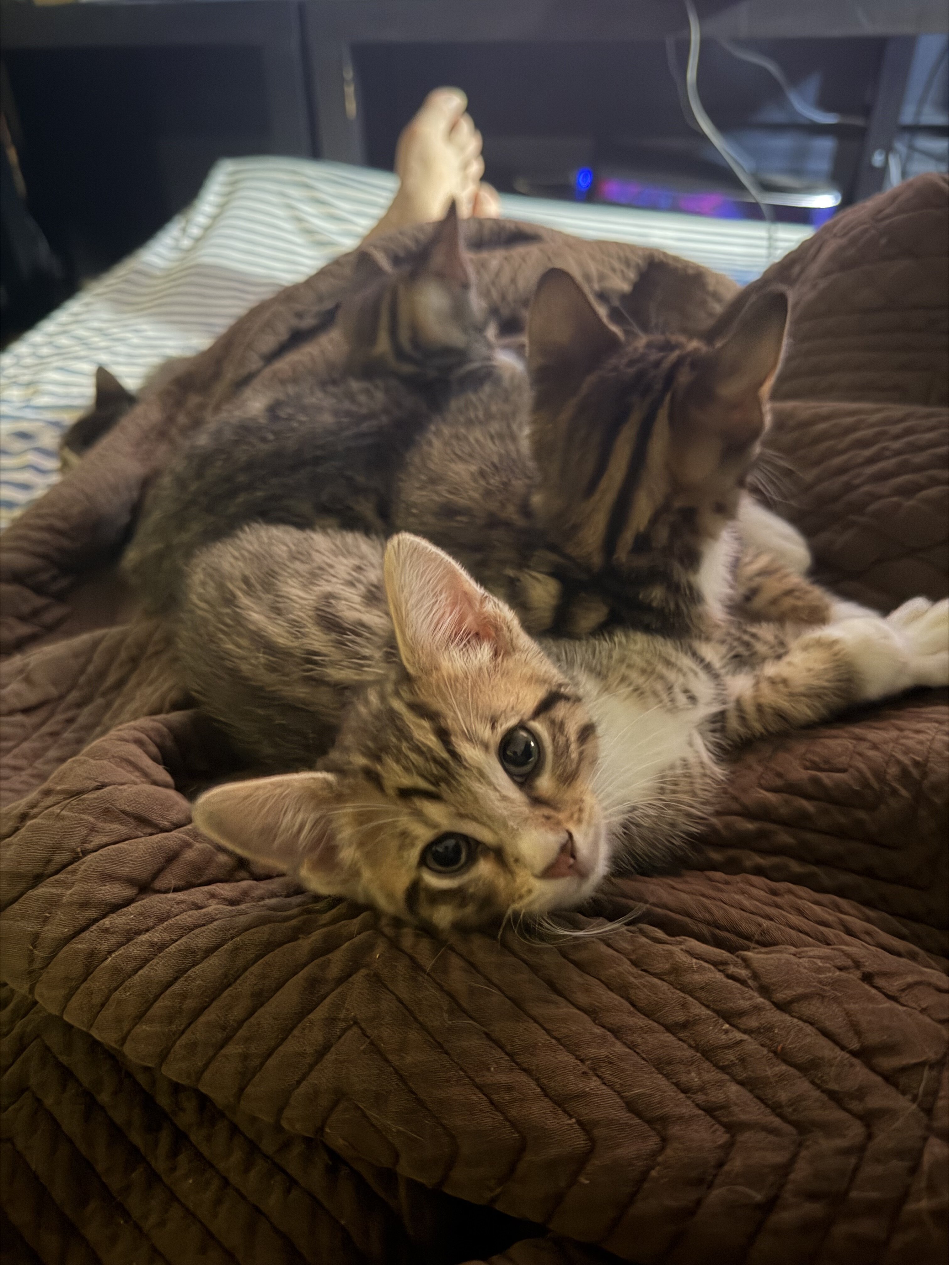 Bengal Tuxedo Kittens (50/50 mix) image 2