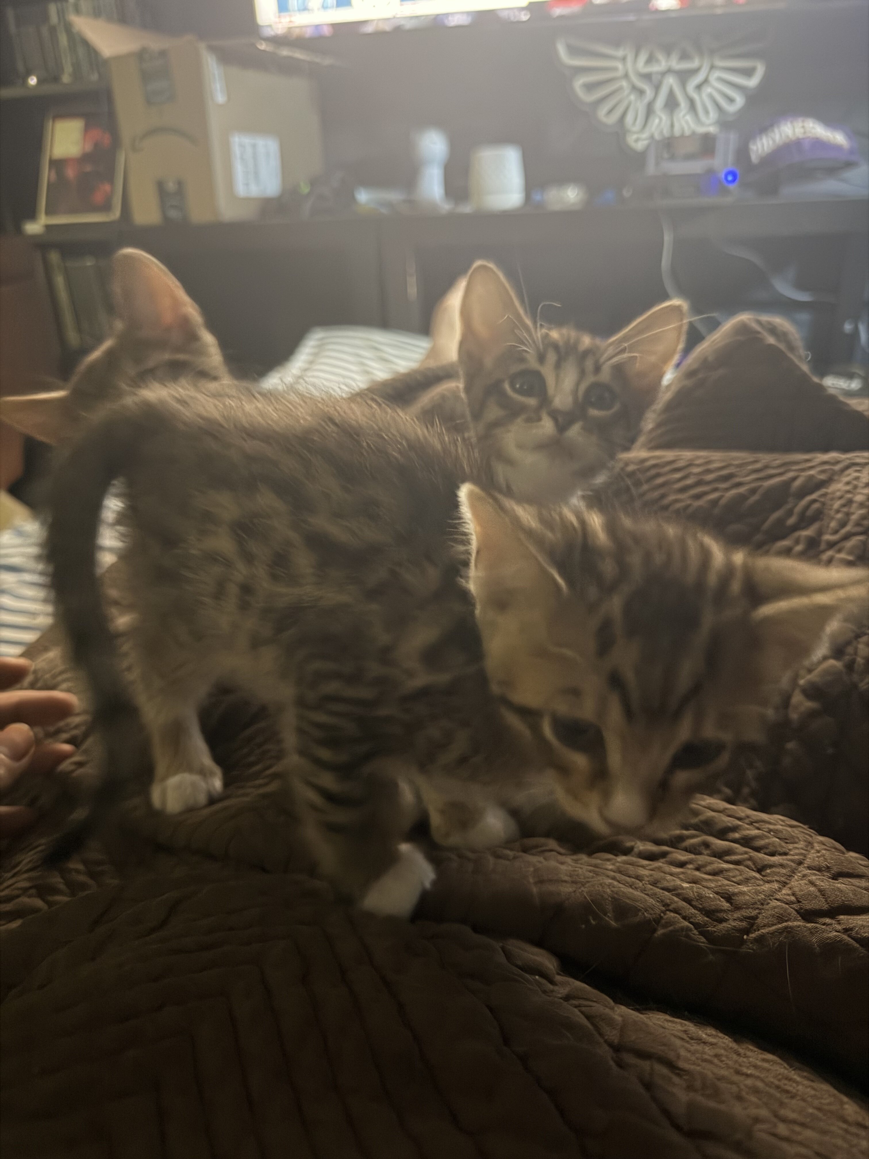 Bengal Tuxedo Kittens (50/50 mix) image 4