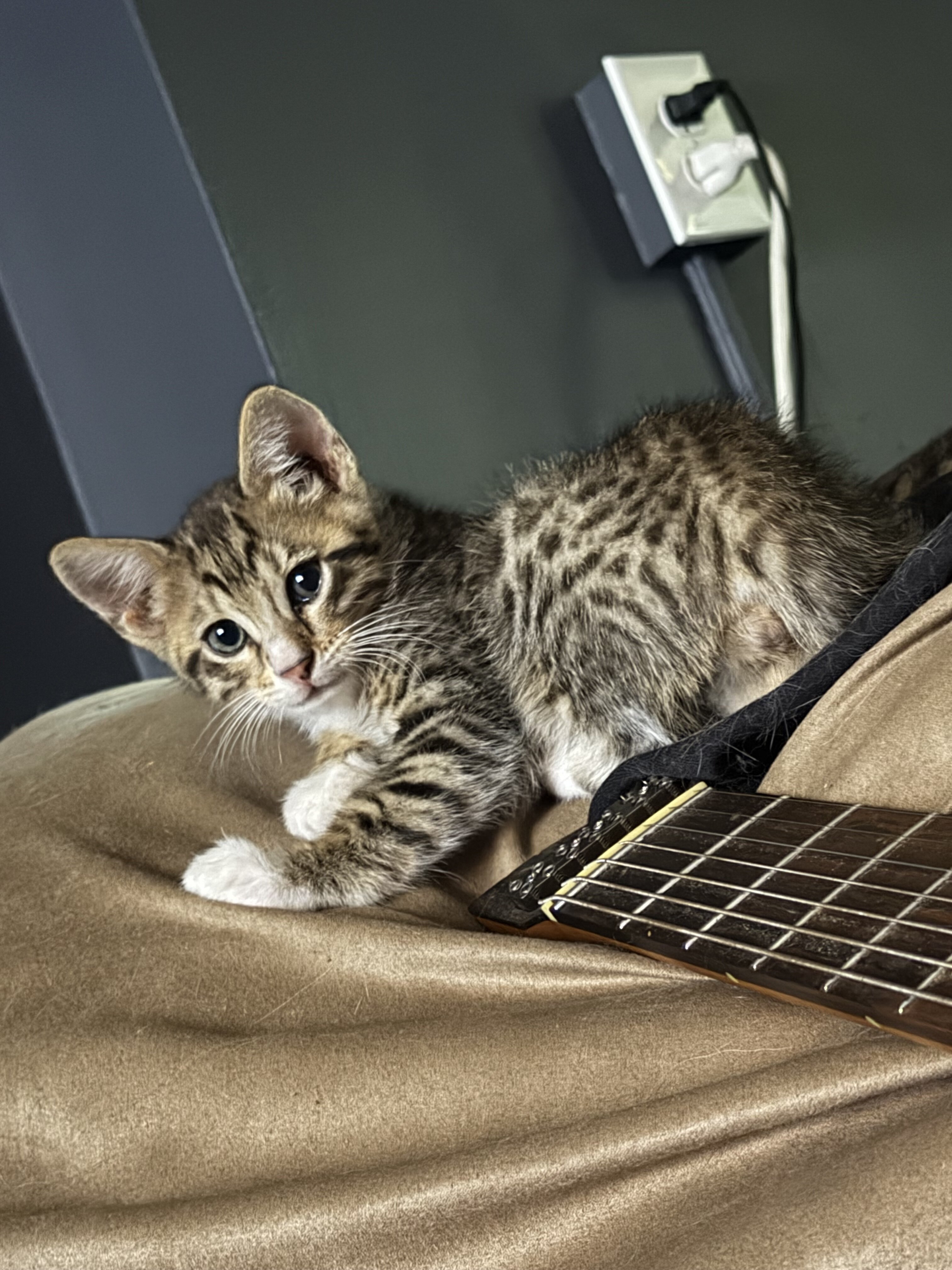 Bengal Tuxedo Kittens (50/50 mix) image 5