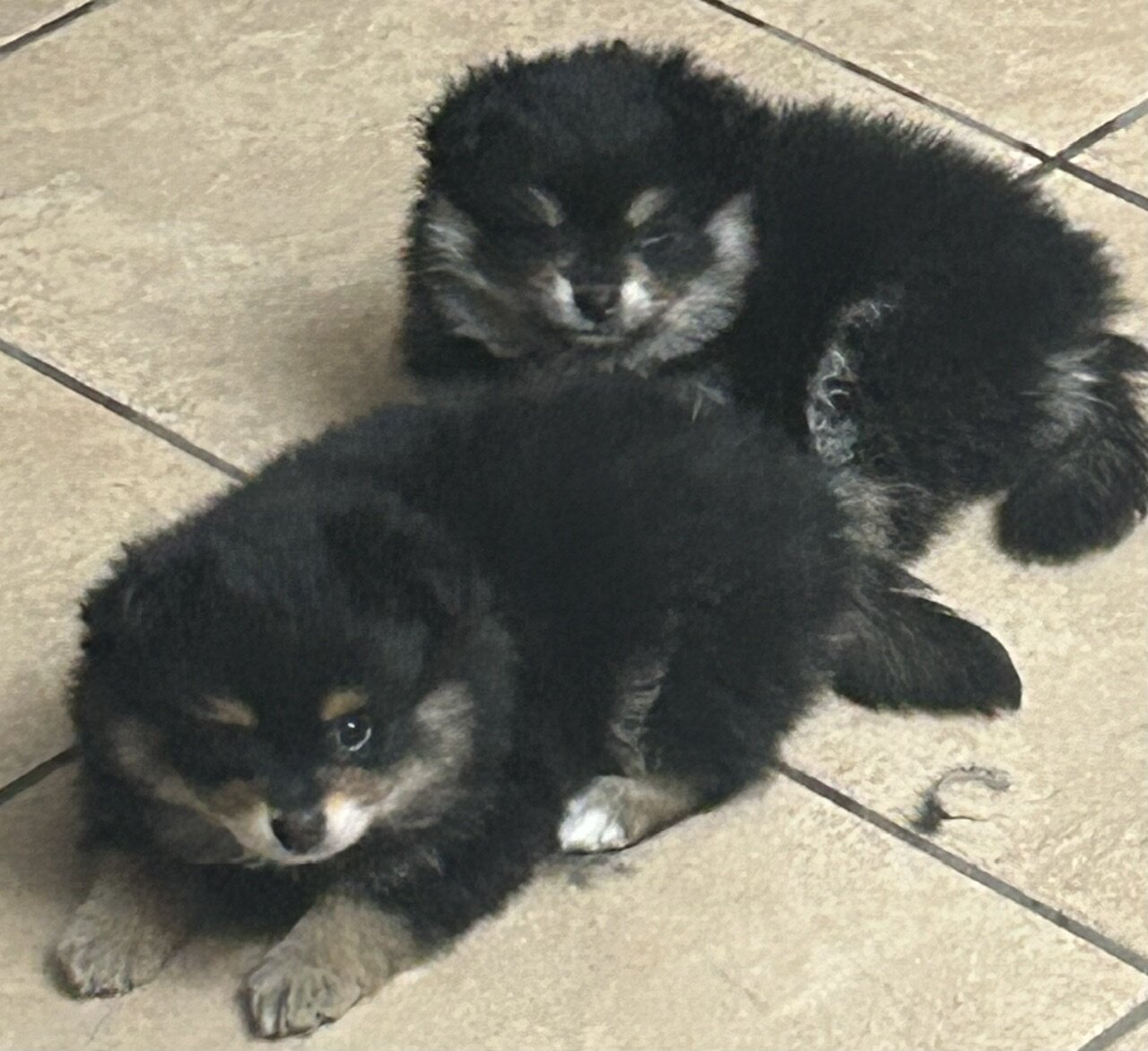 Pomeranians image 2