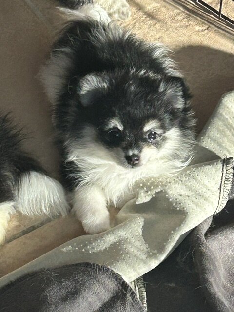 Pomeranians image 3