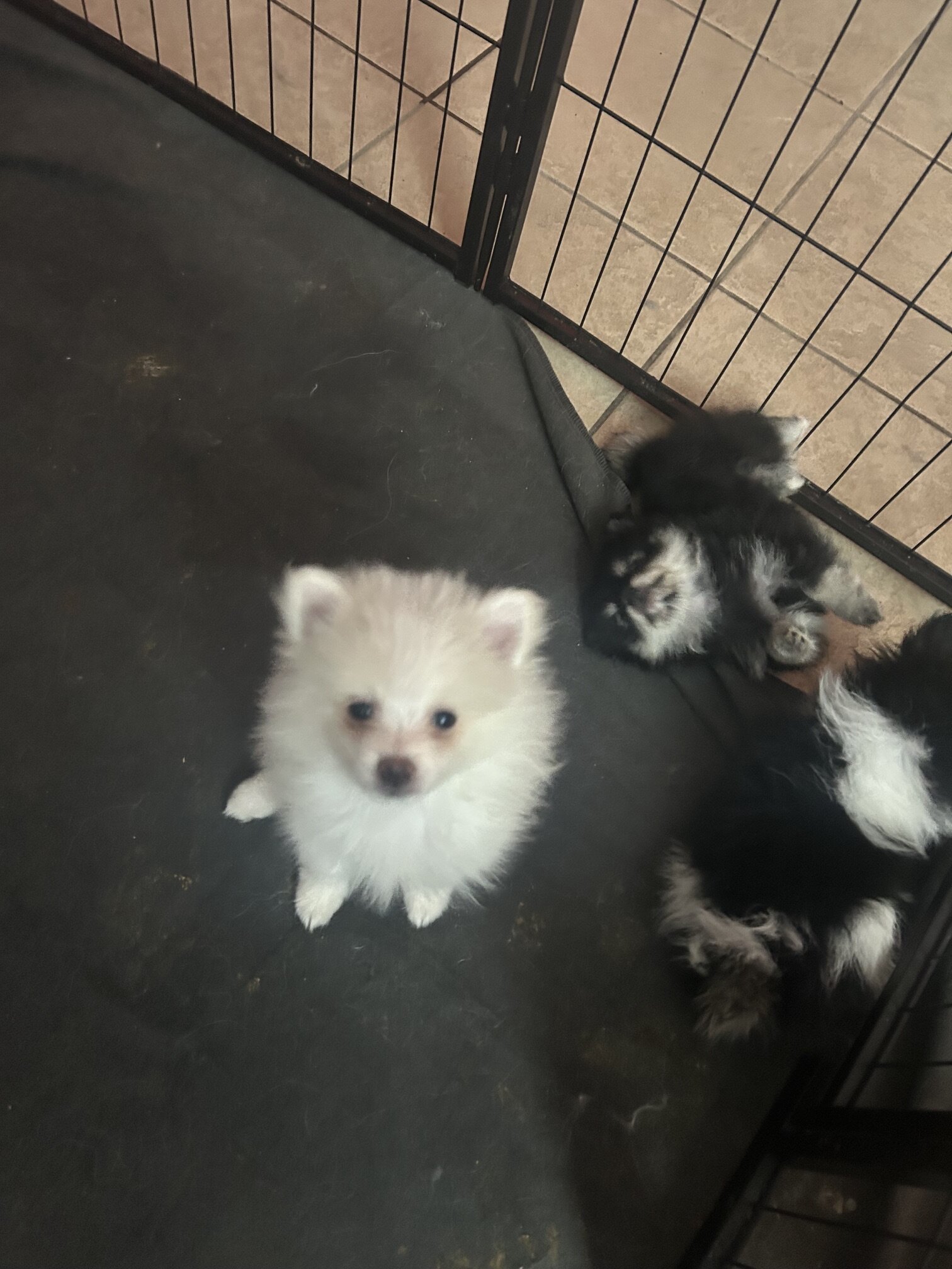 Pomeranians image 4