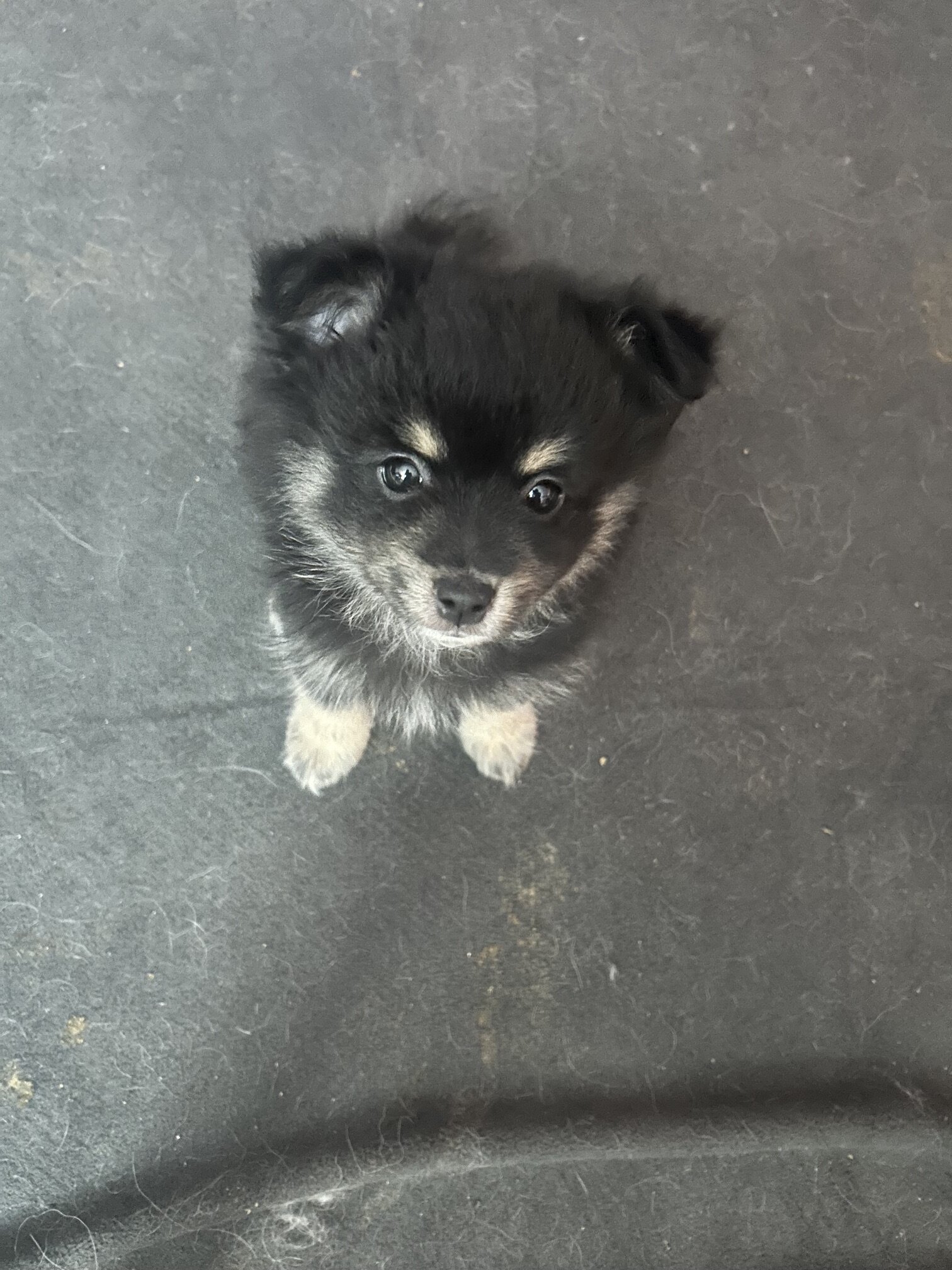 Pomeranians image 5