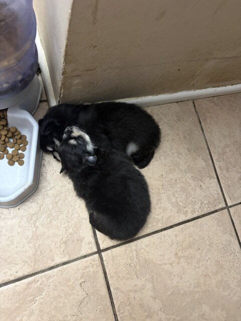 Pomeranians image 6