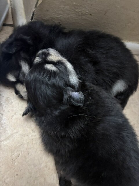Pomeranians image 7