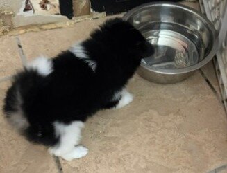 Pomeranians image 1