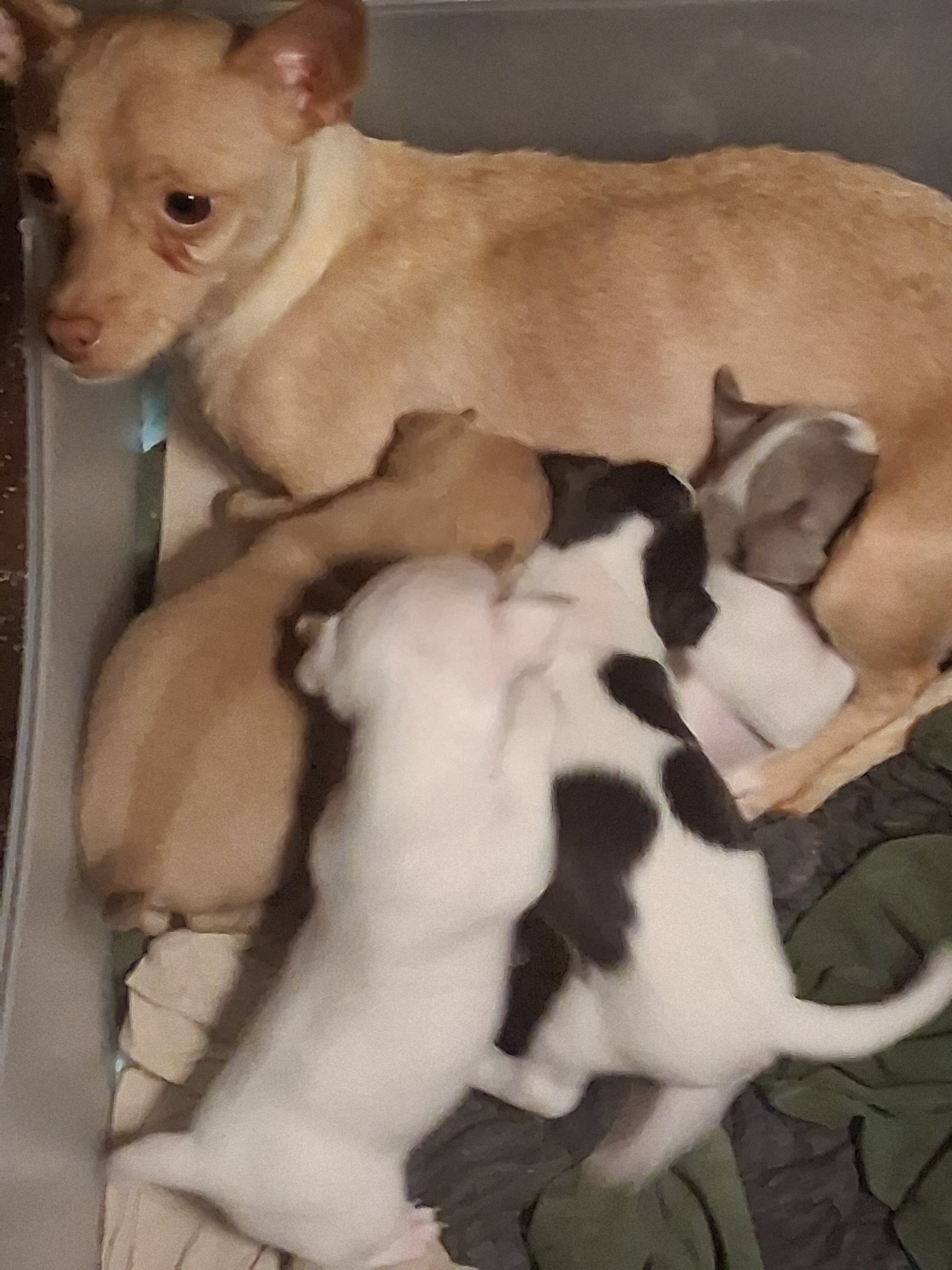 Chiuhiauas puppies image 1