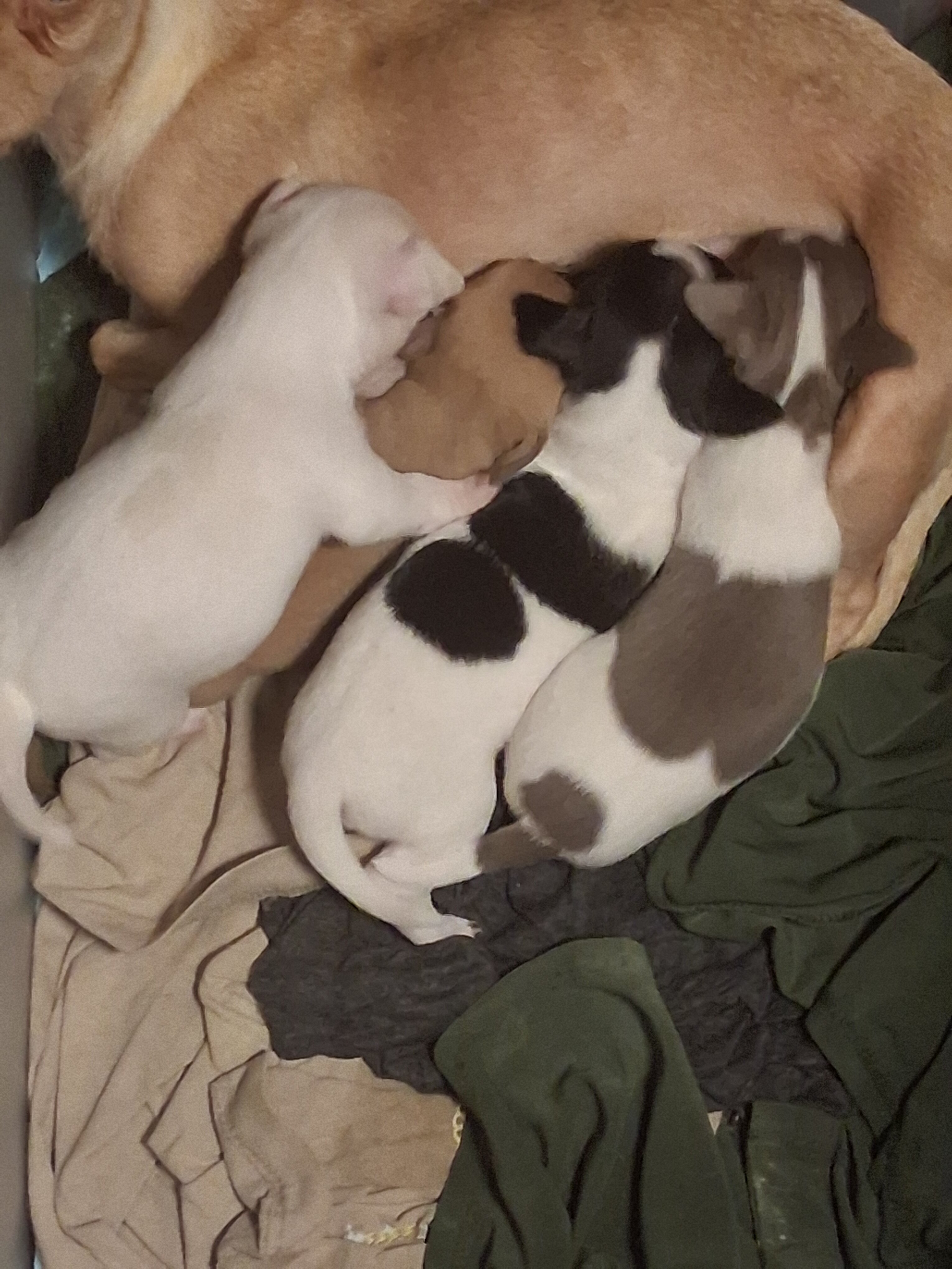 Chiuhiauas puppies image 4