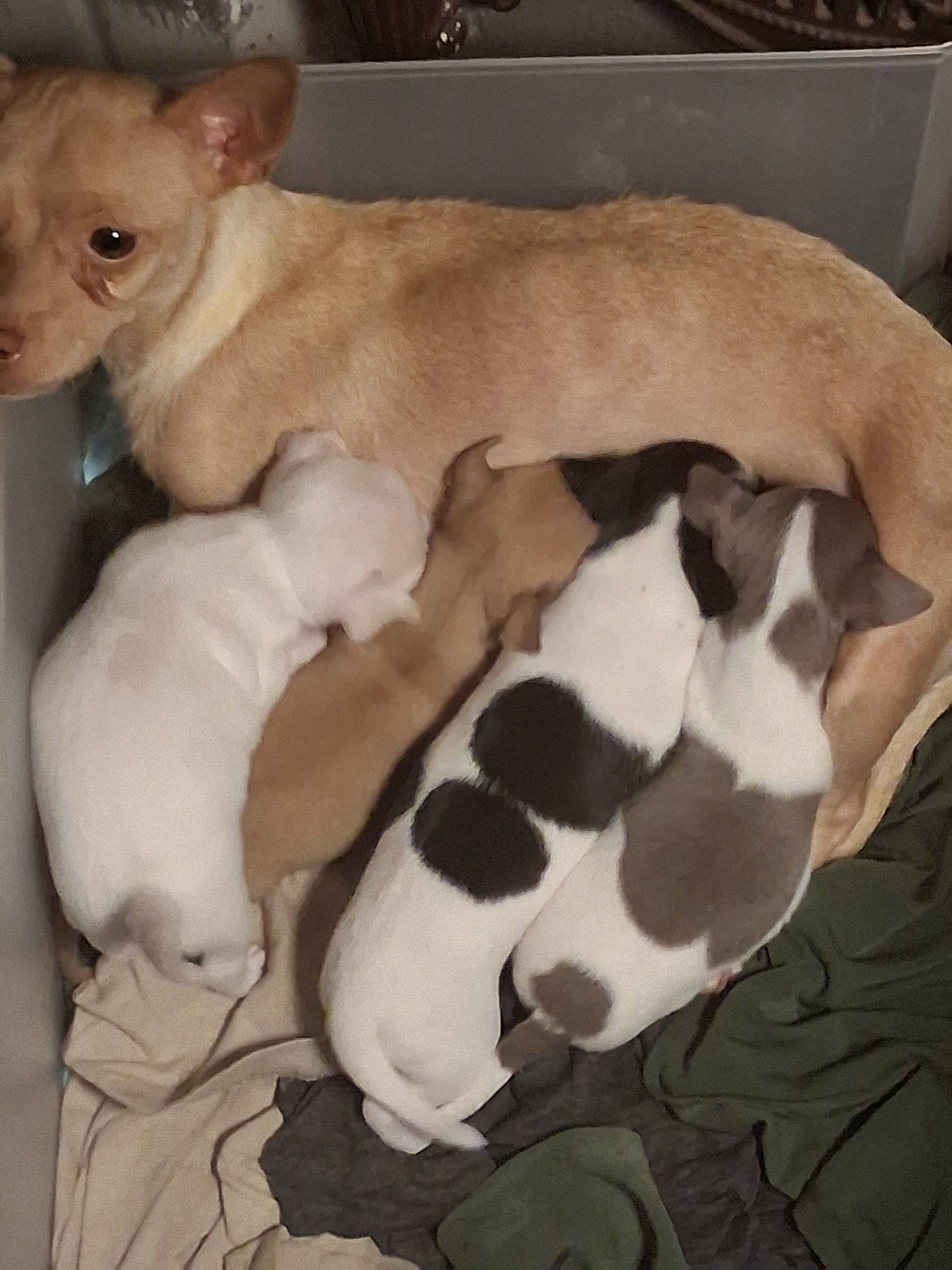 Chiuhiauas puppies image 2