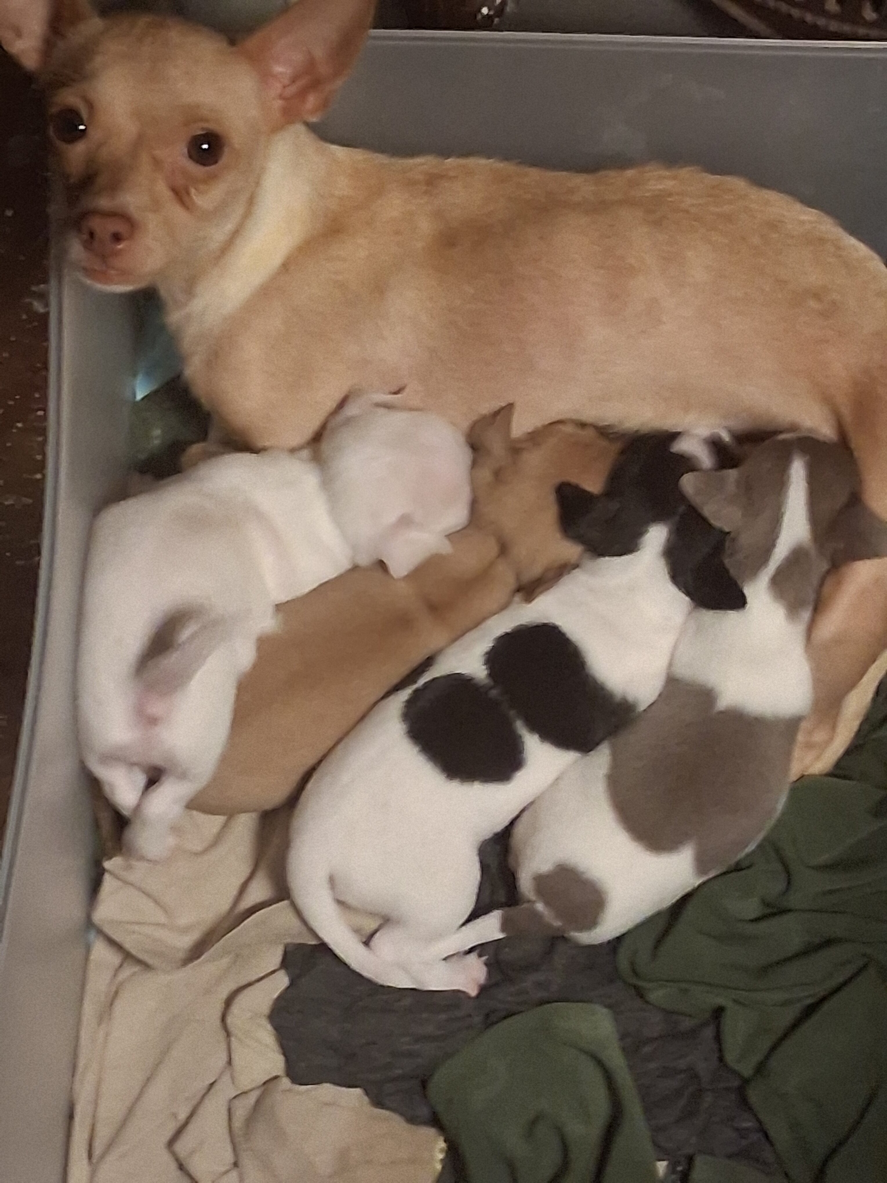 Chiuhiauas puppies image 3