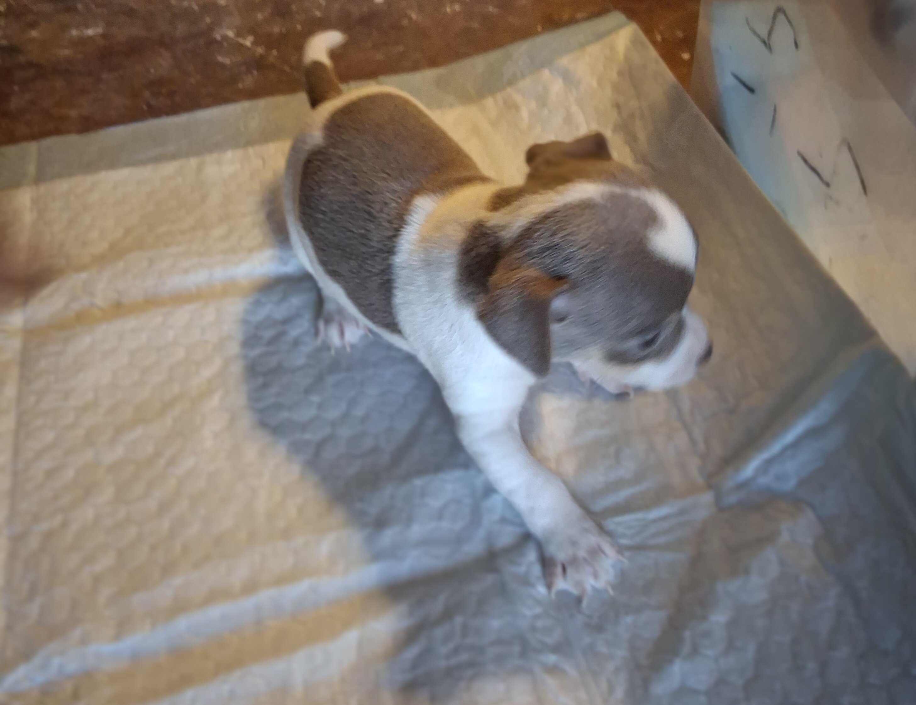 Chiuhiauas puppies image 7