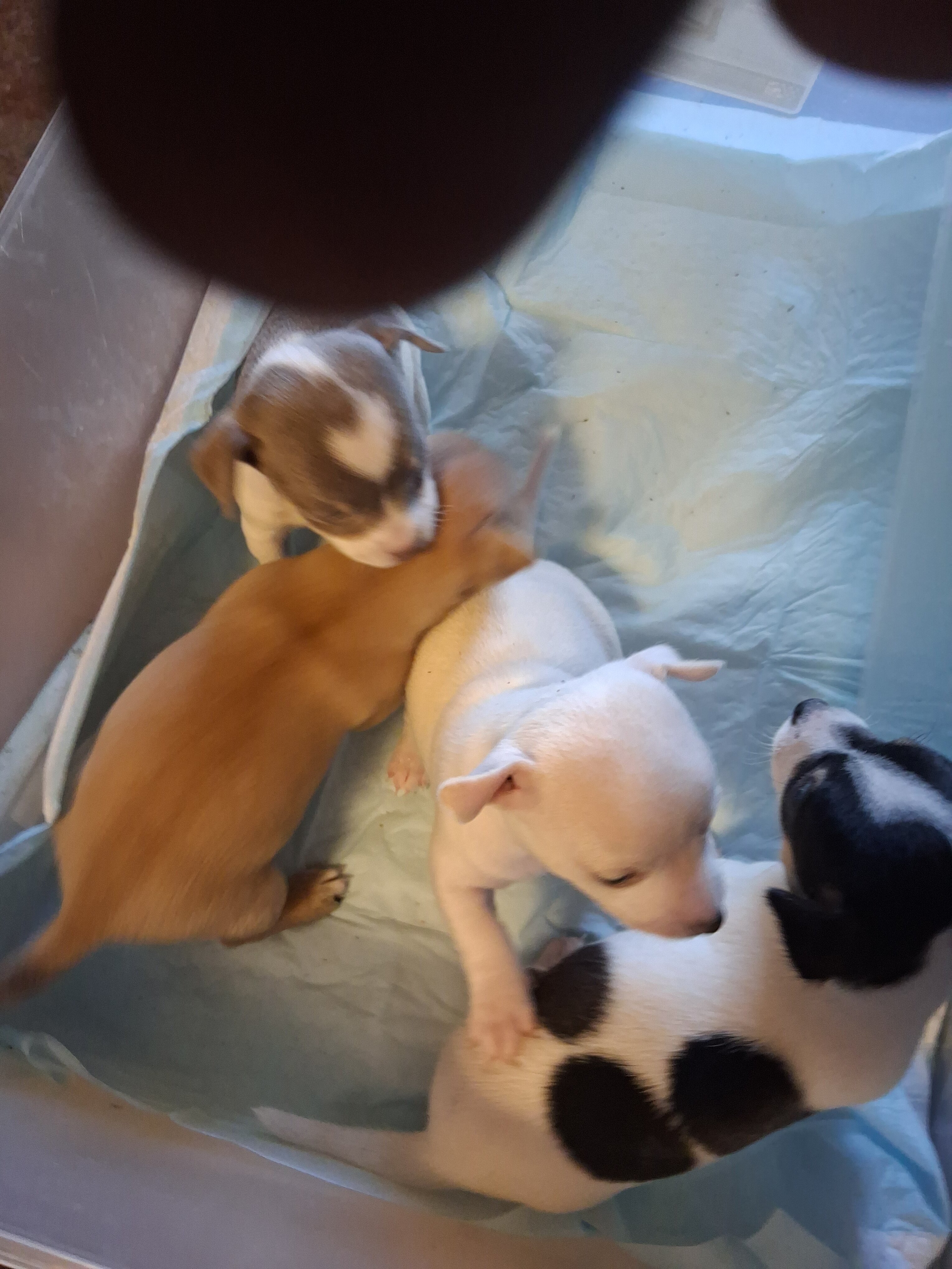 Chiuhiauas puppies image 6