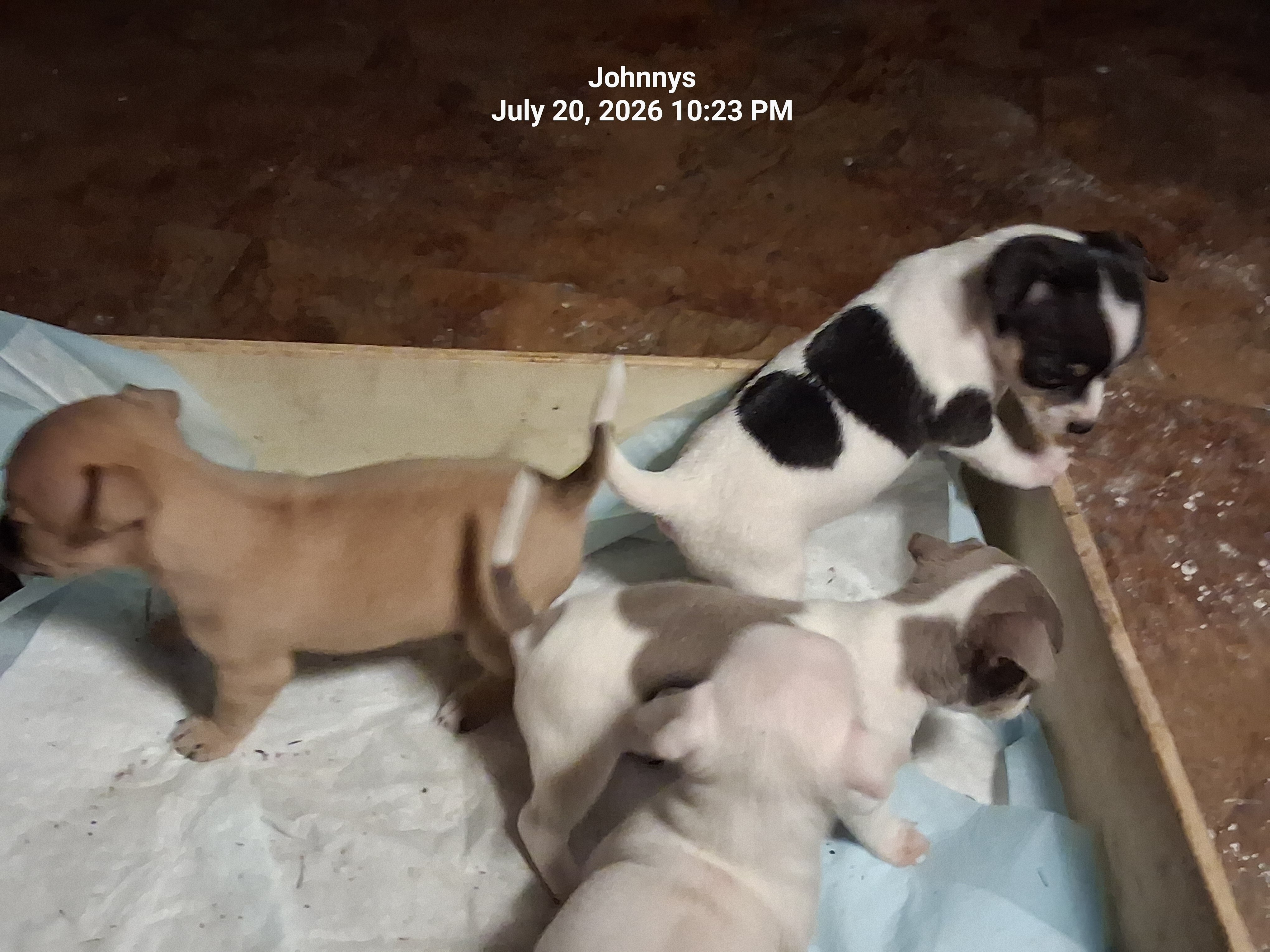 Chiuhiauas puppies image 8