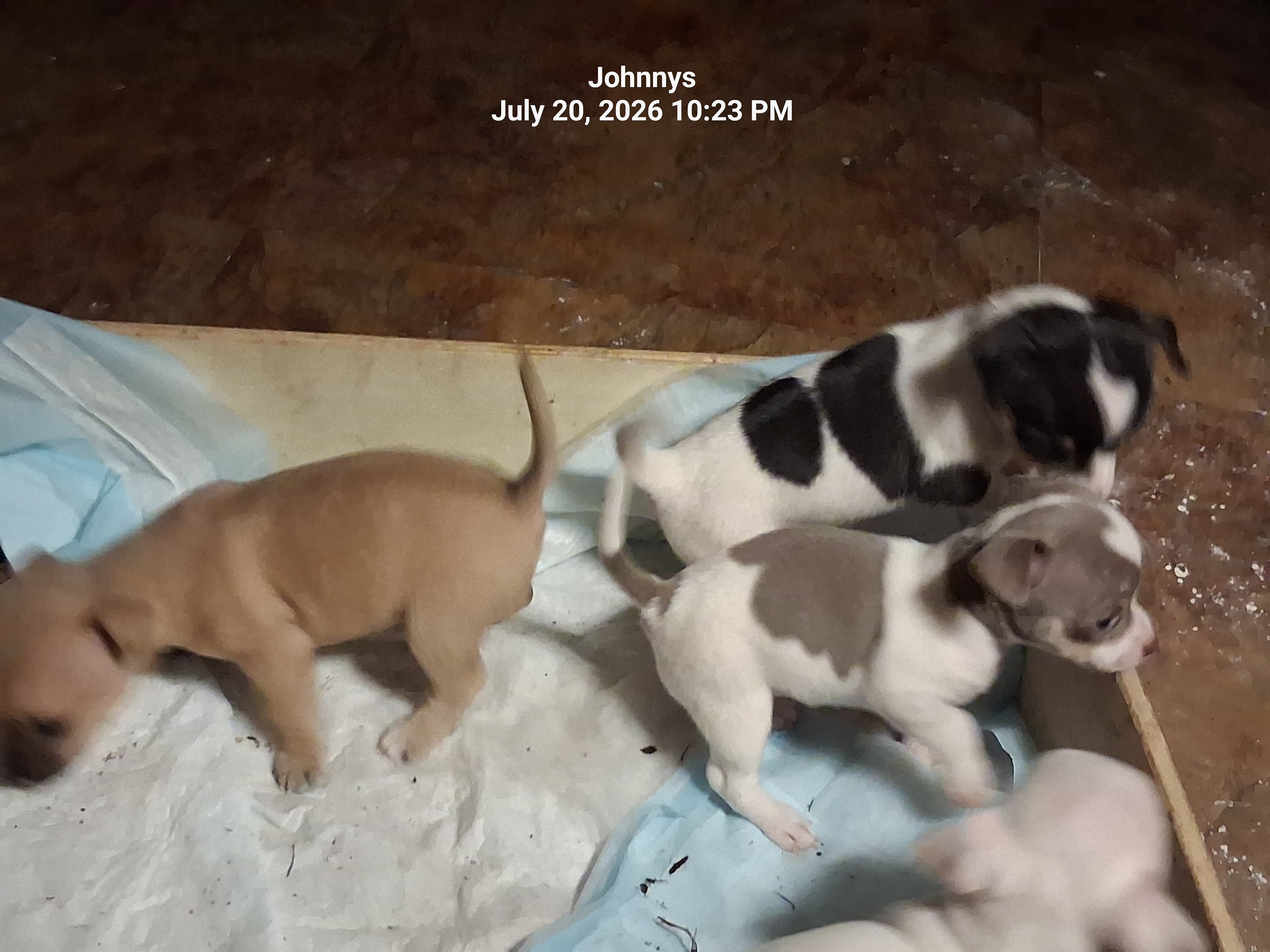 Chiuhiauas puppies image 5