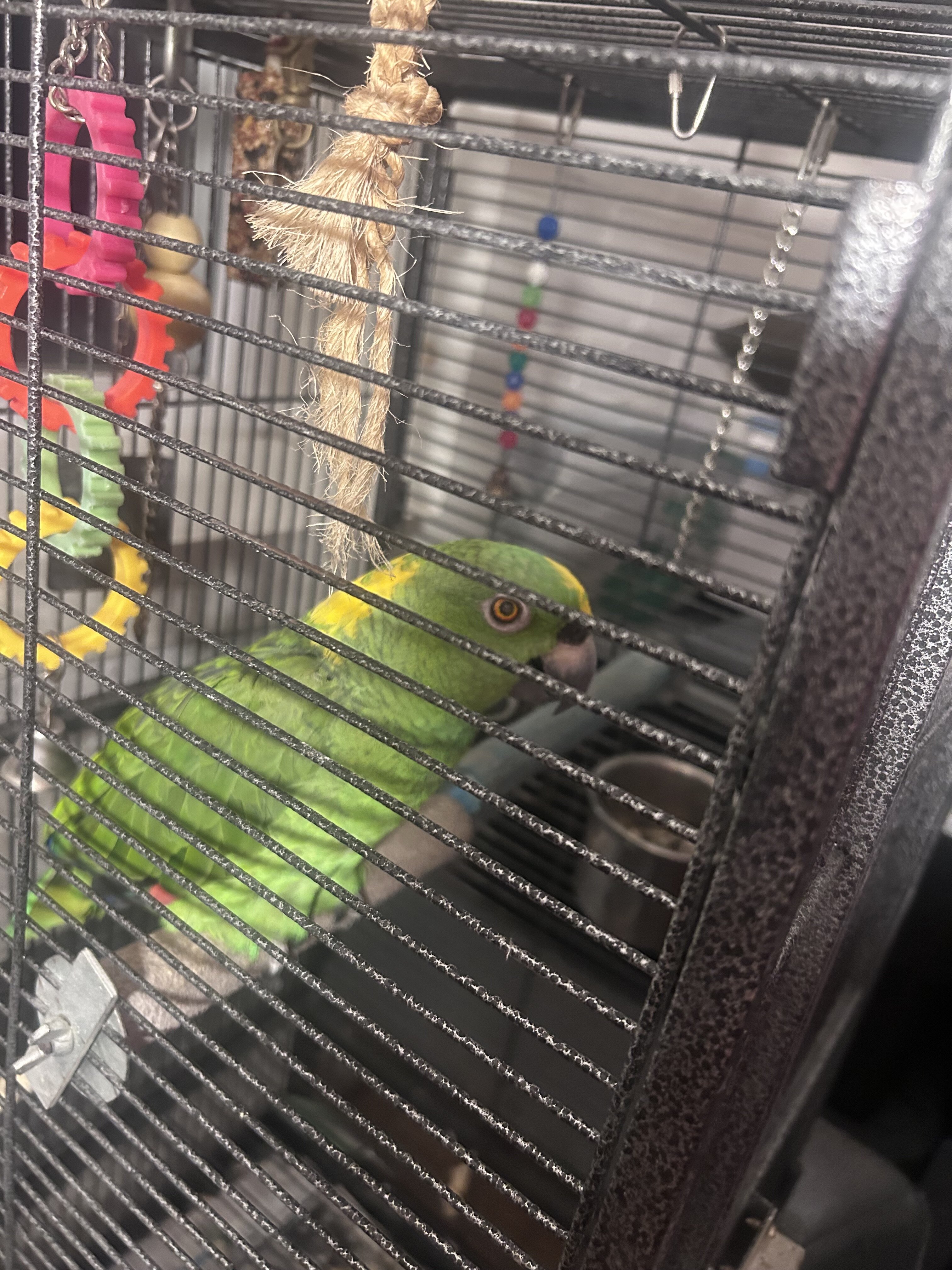 Mature Yellow-Naped Amazon Parrot image 1