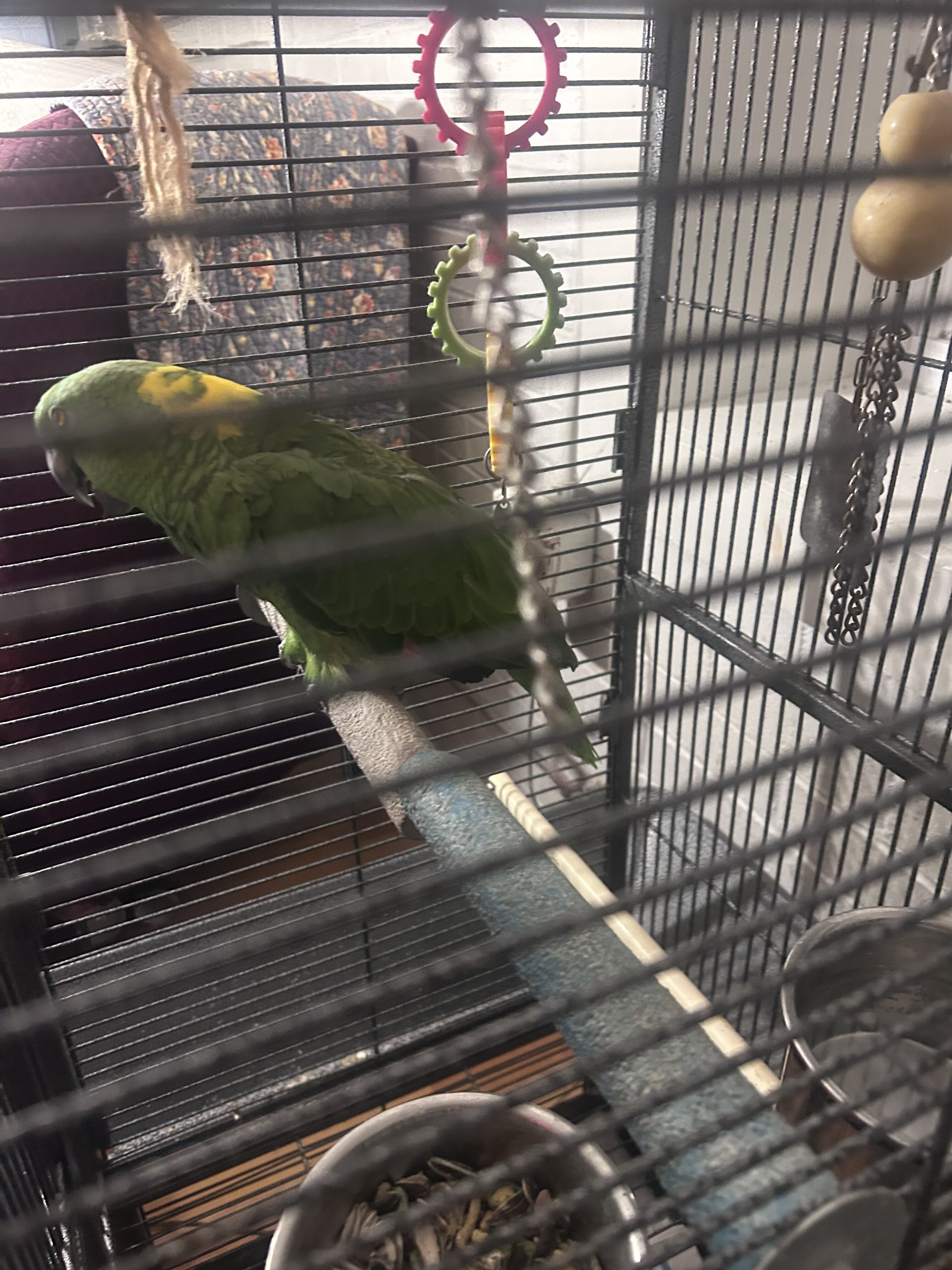 Mature Yellow-Naped Amazon Parrot image 3