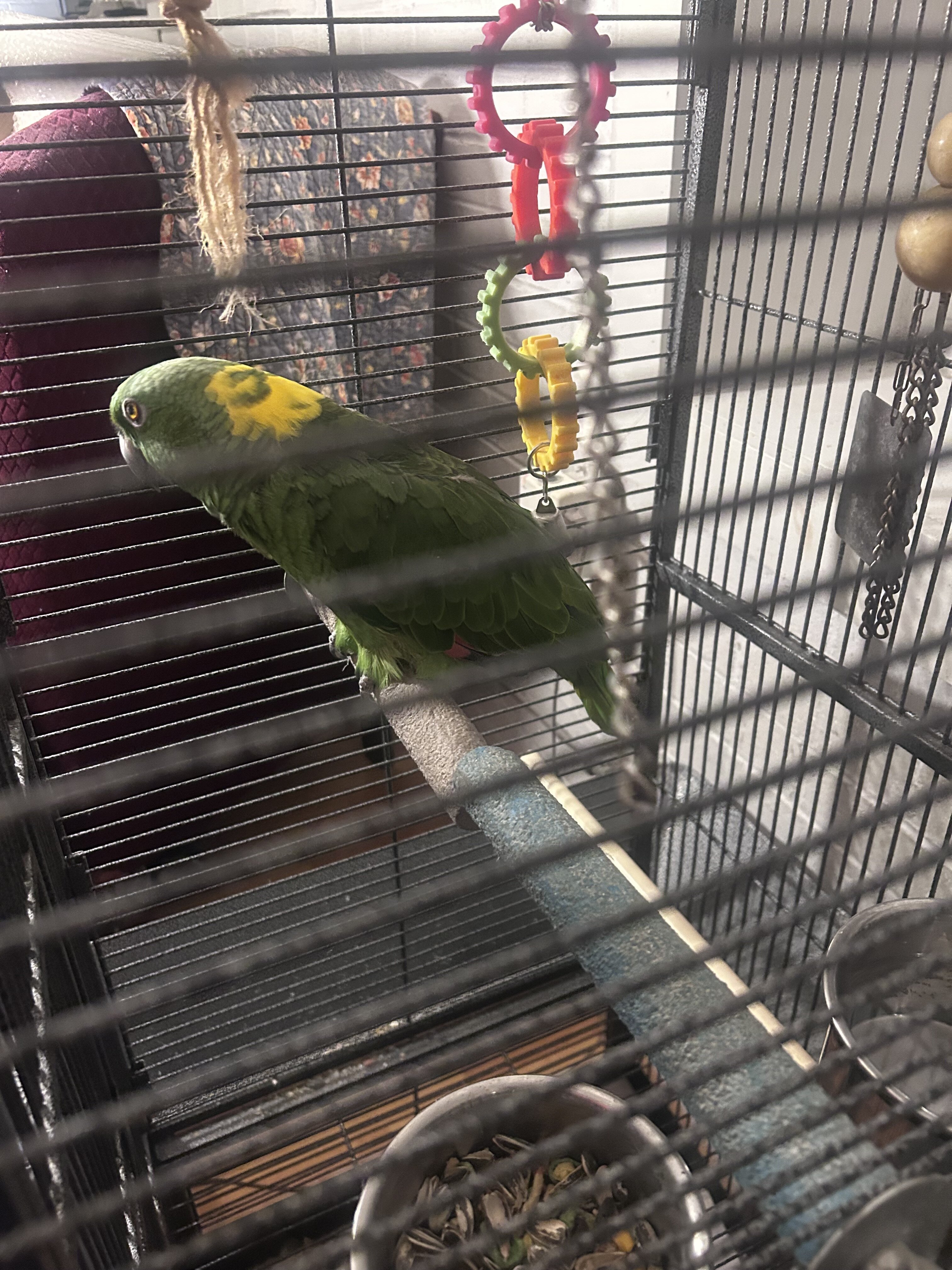 Mature Yellow-Naped Amazon Parrot image 2
