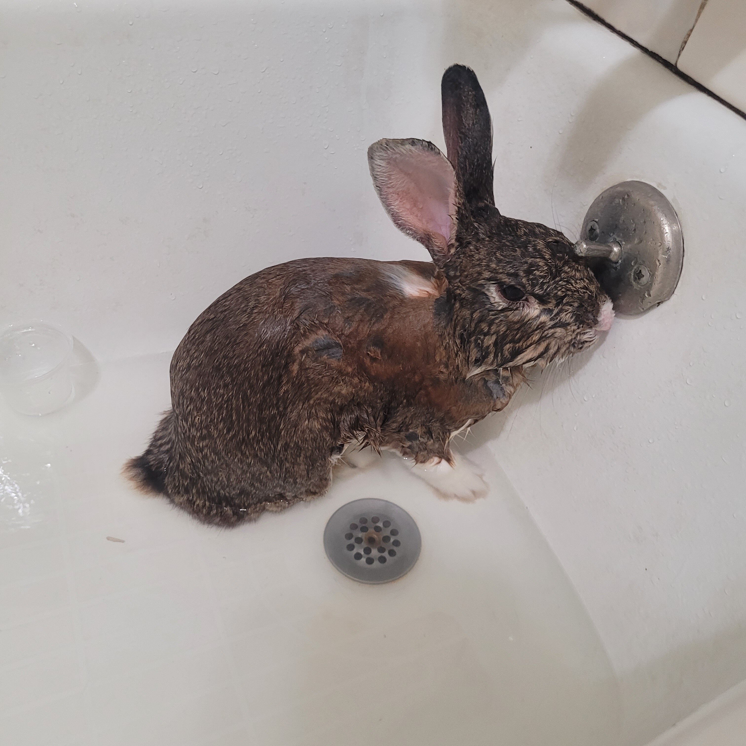 Rabbit Gentle Docile image 3