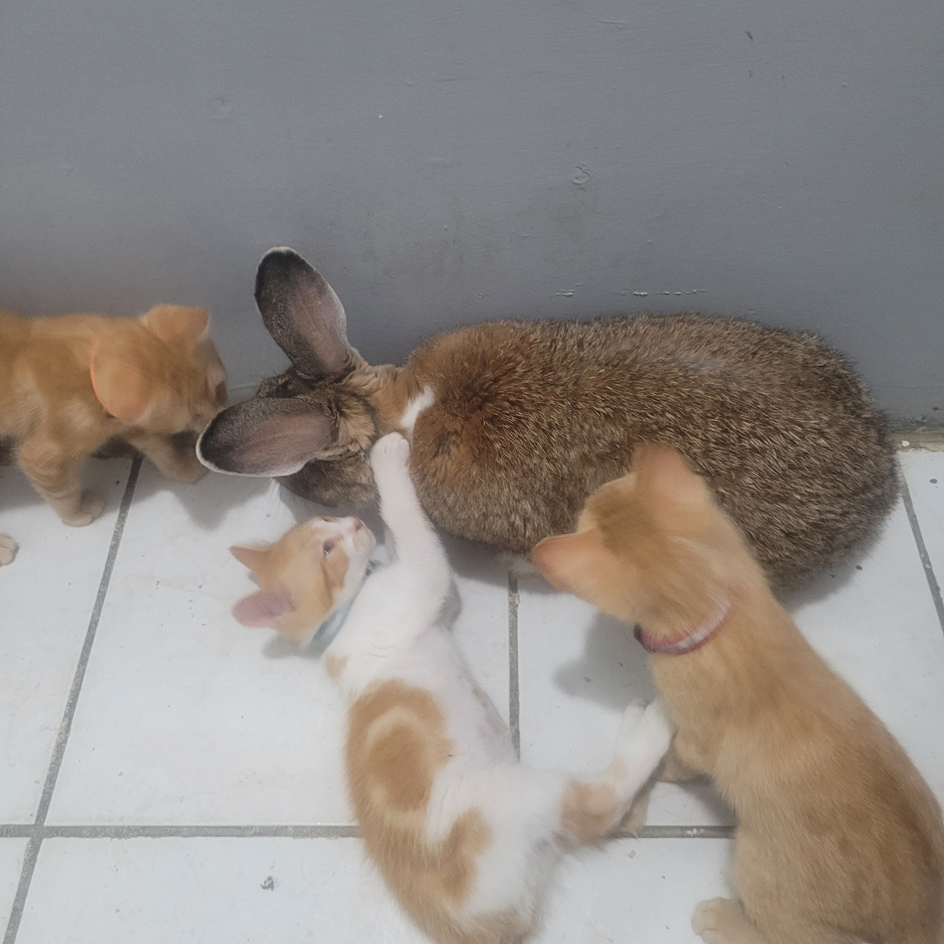 Rabbit Gentle Docile image 2