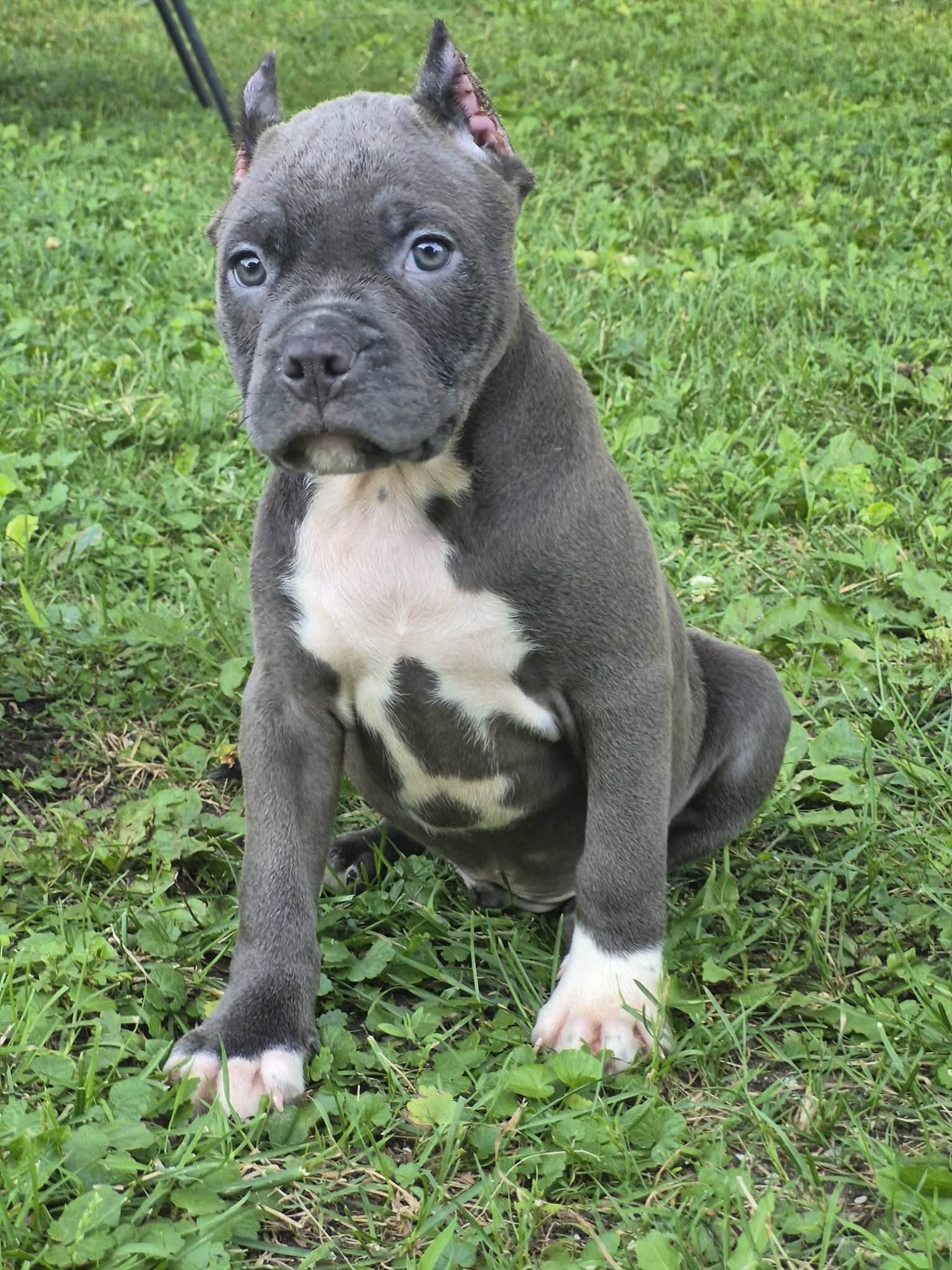 XL BULLY image 2