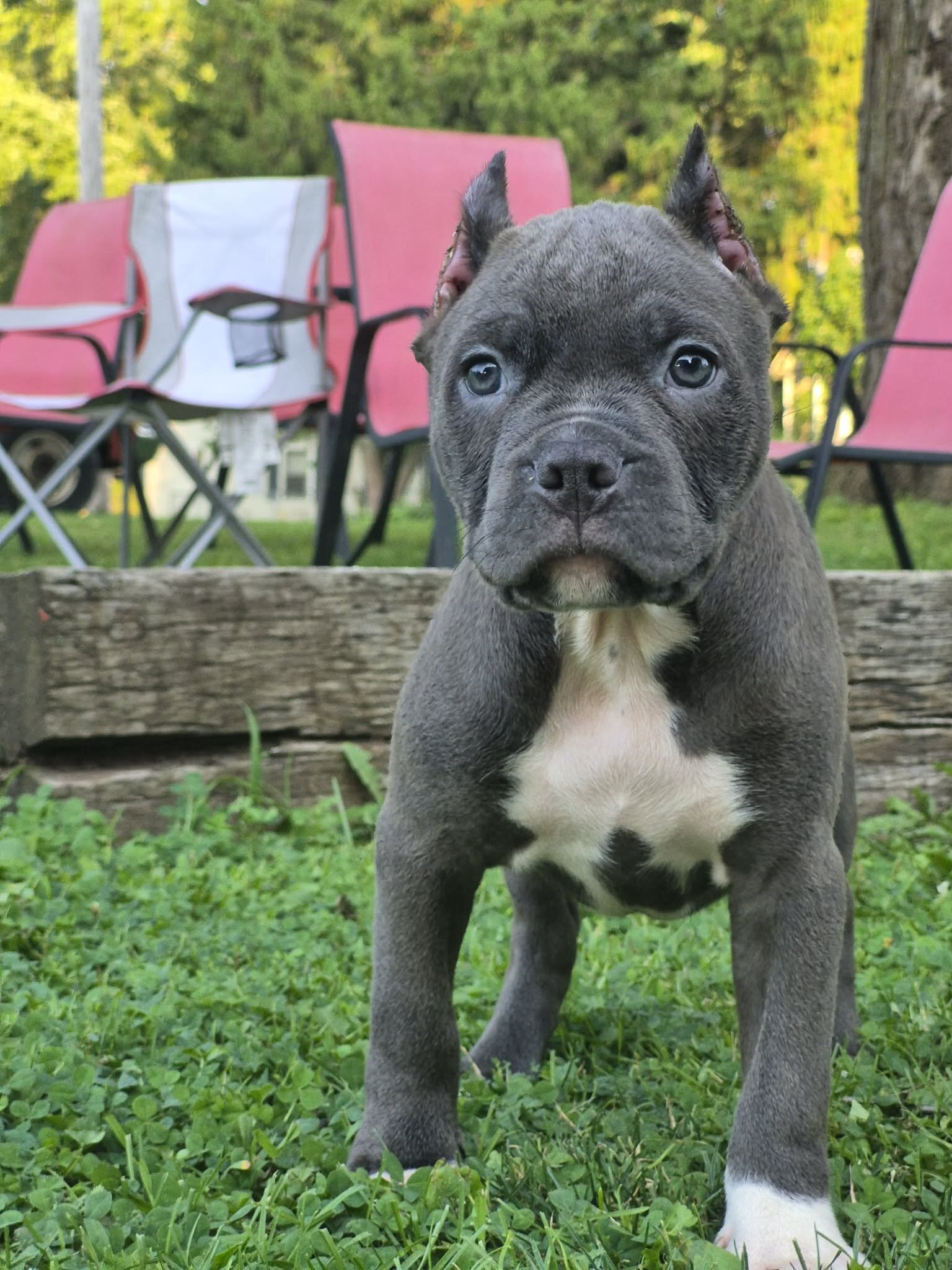 XL BULLY image 1