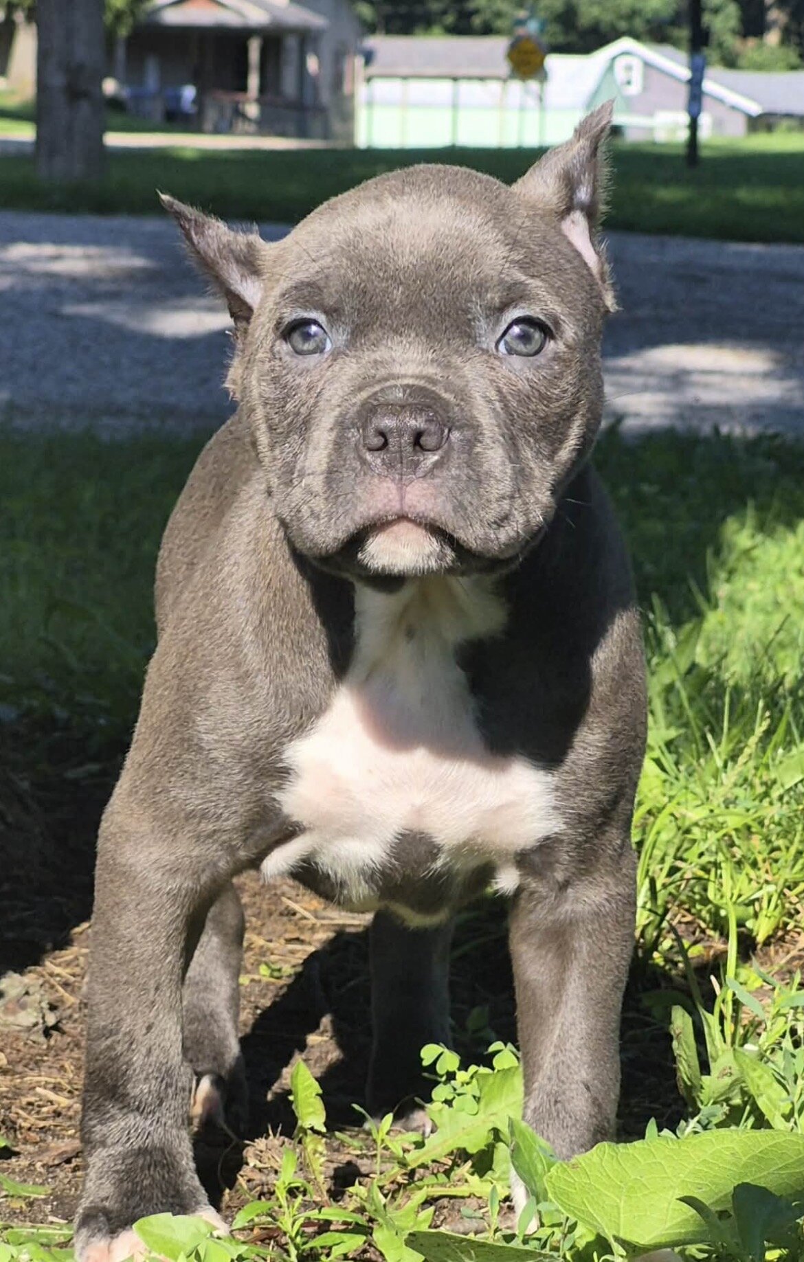 XL BULLY image 4