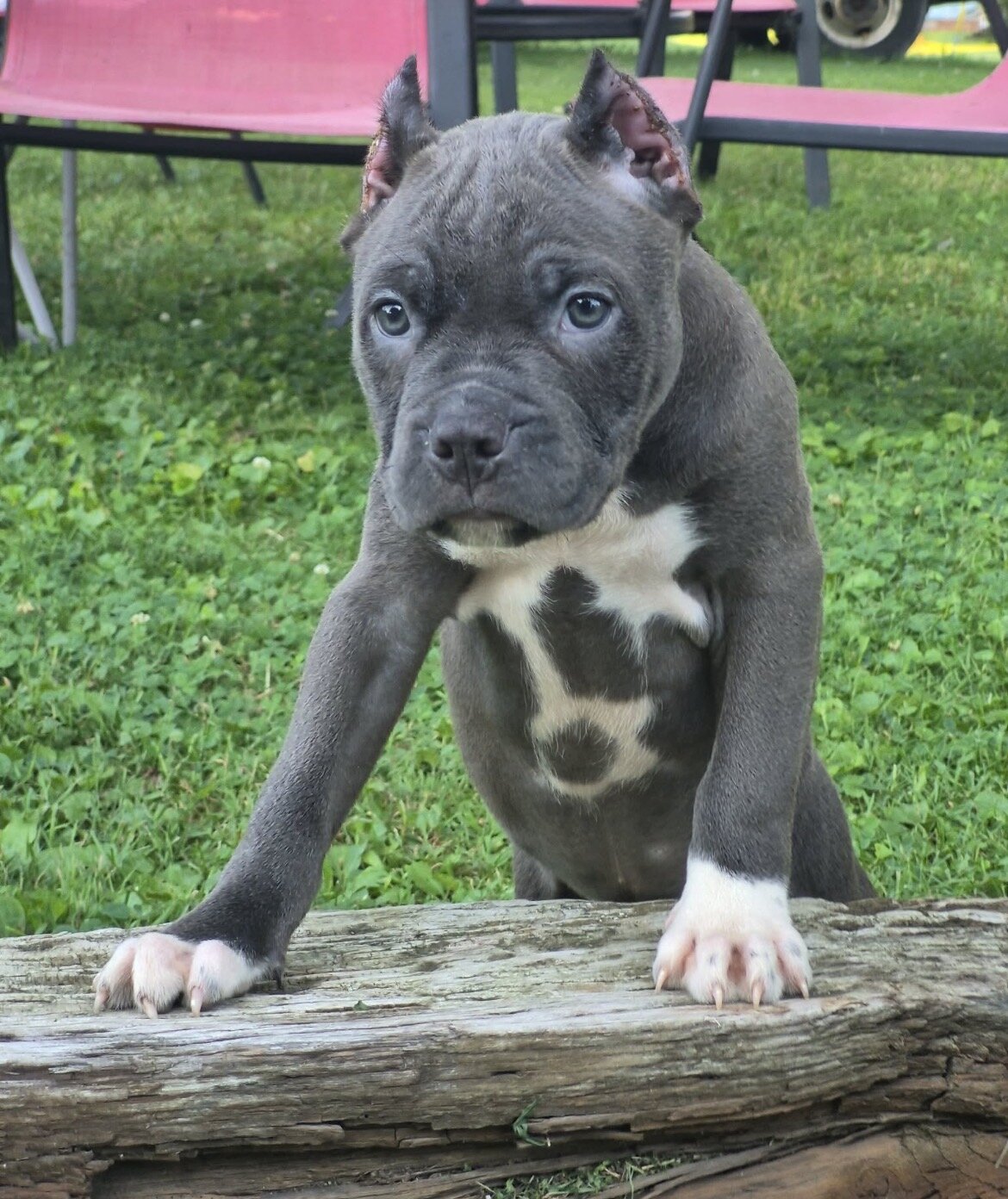 XL BULLY image 3