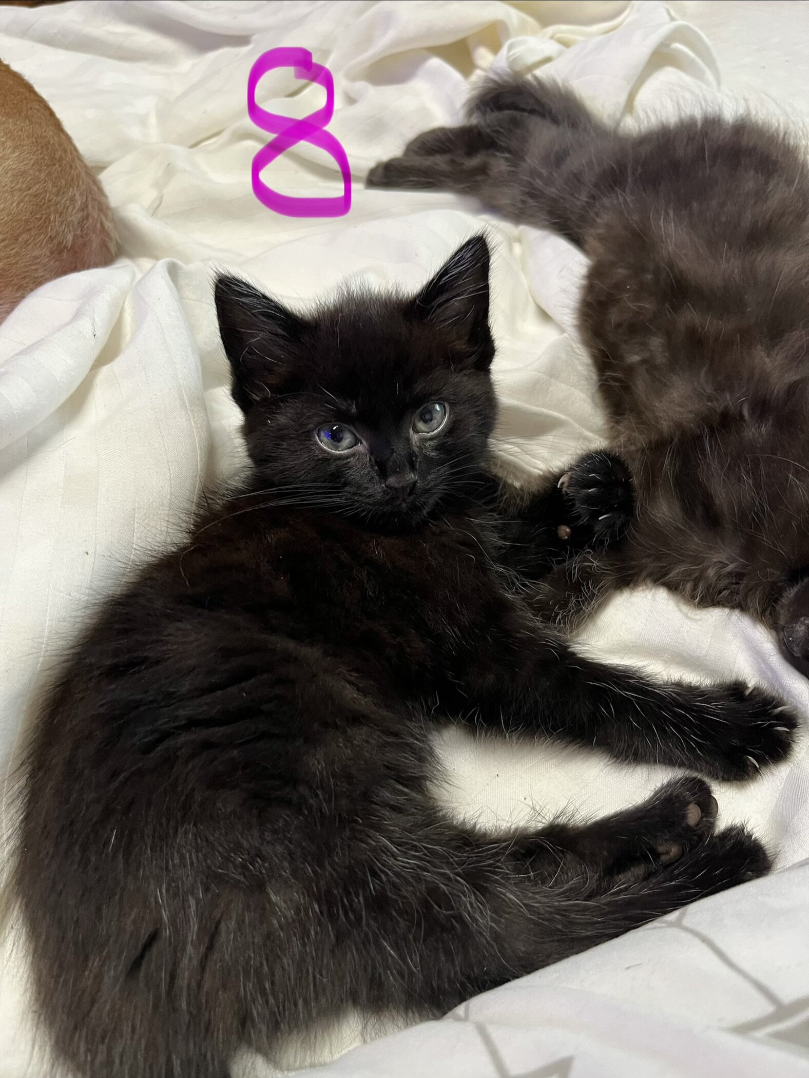 Kittens image 6