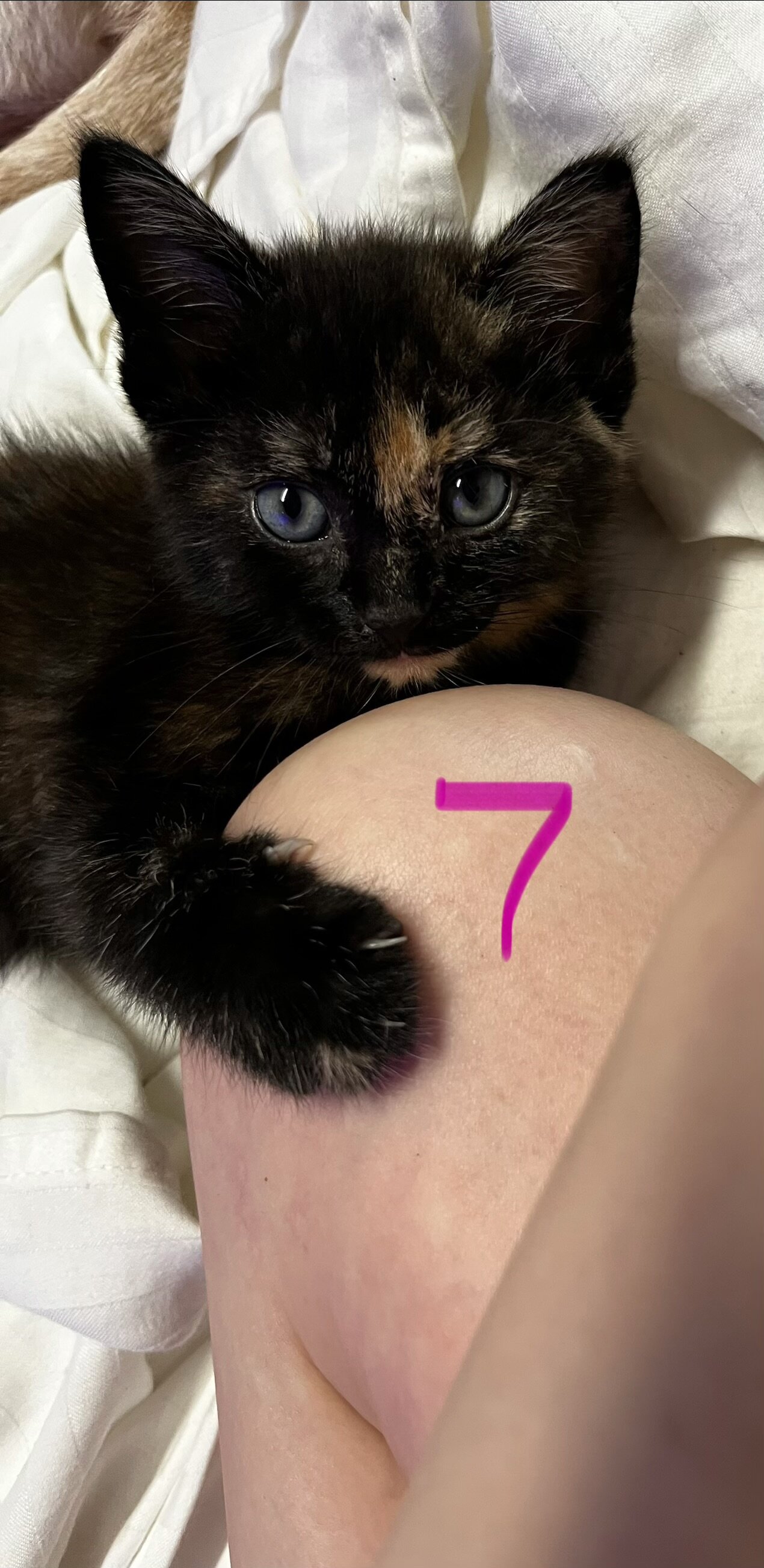 Kittens image 5