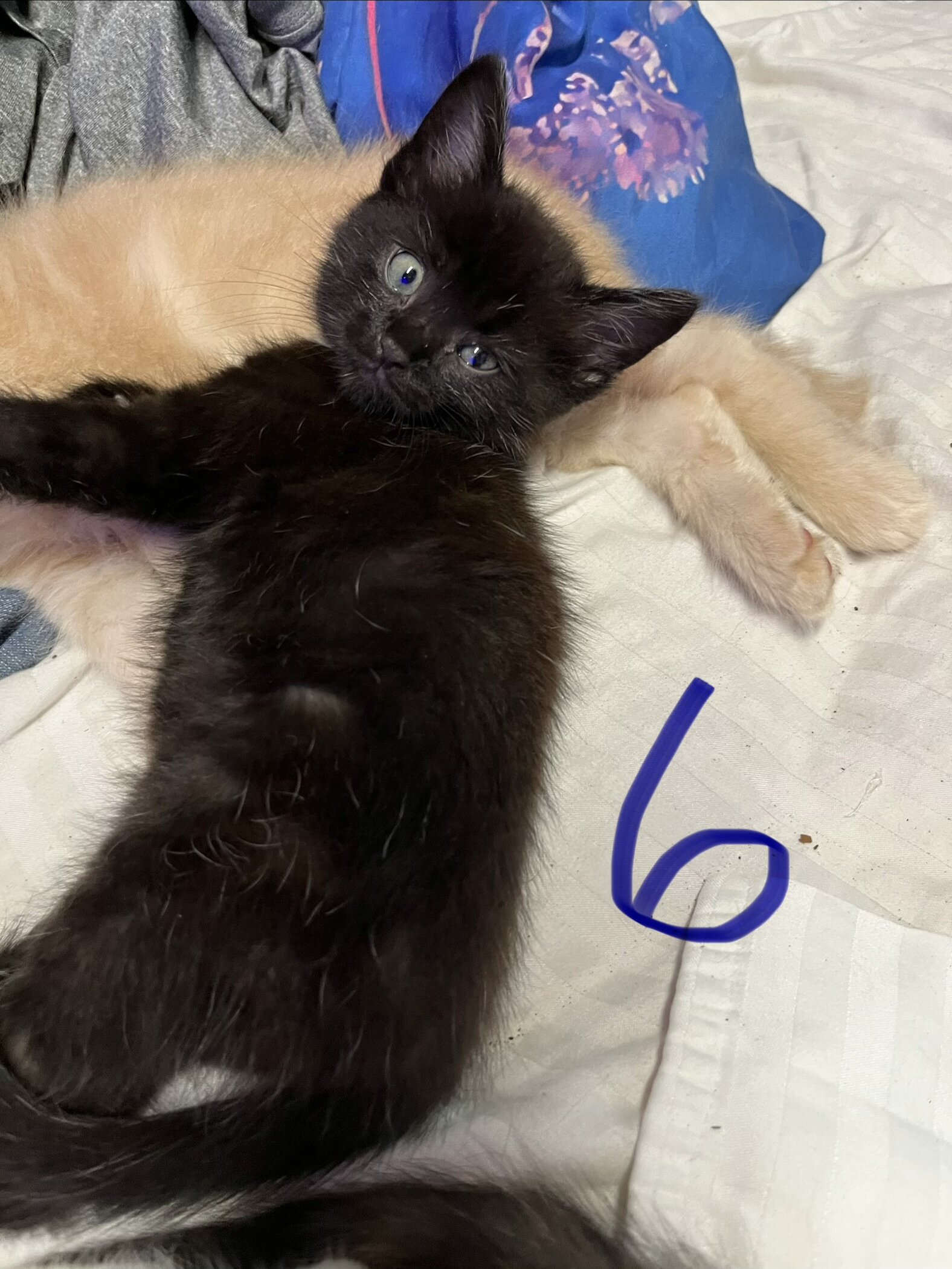 Kittens image 4