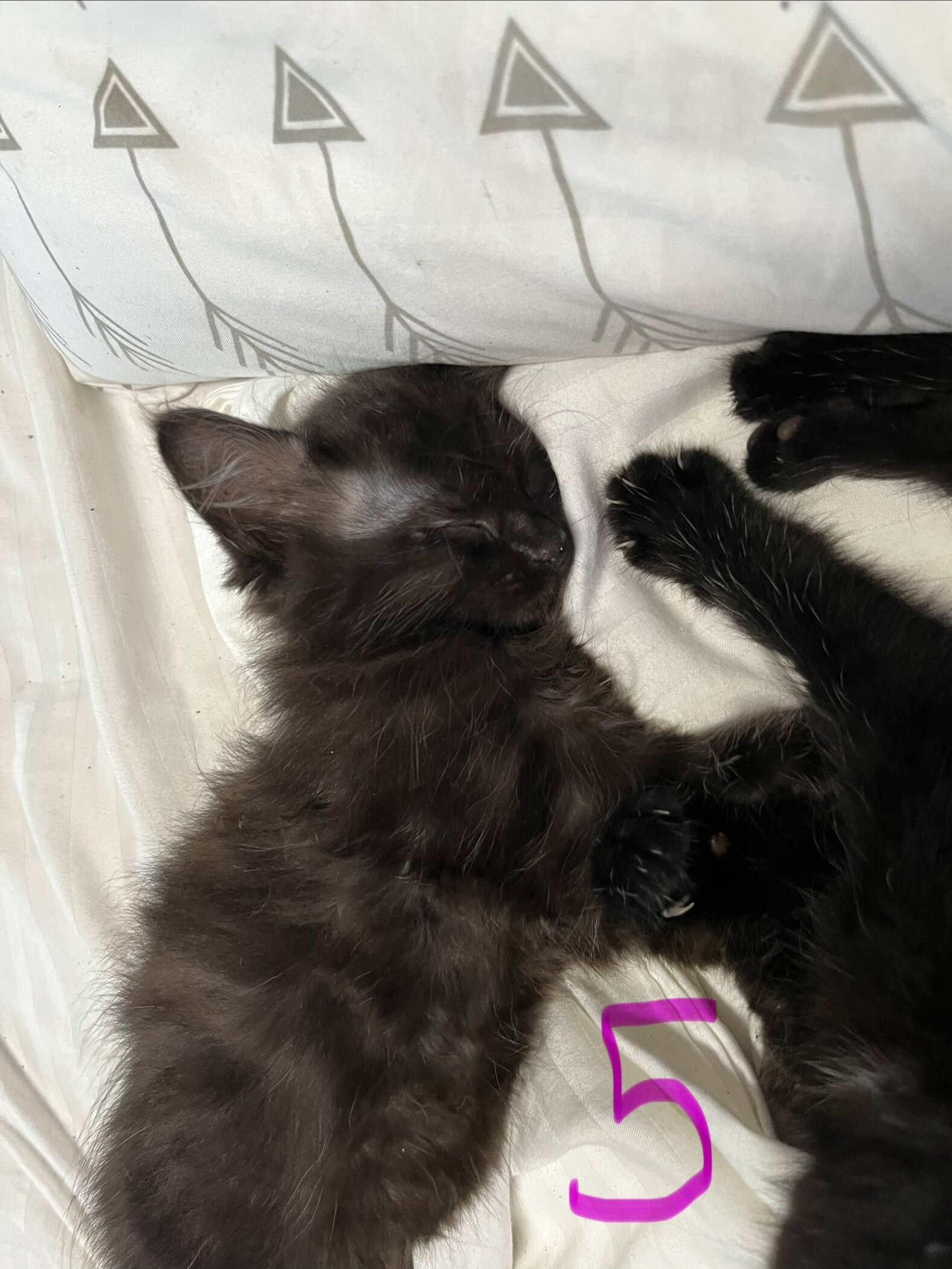 Kittens image 3