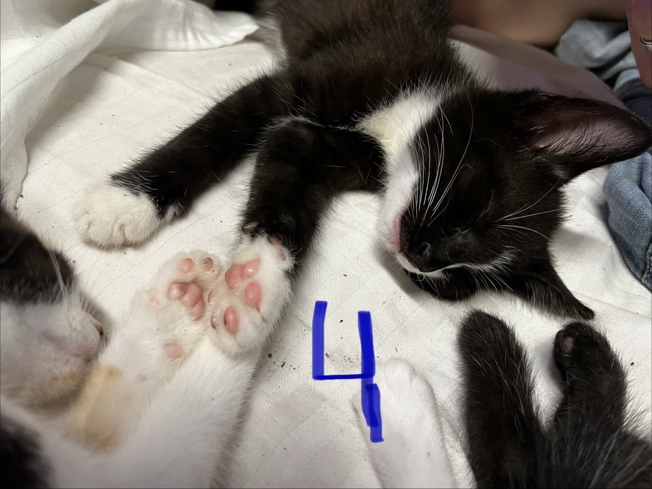 Kittens image 2