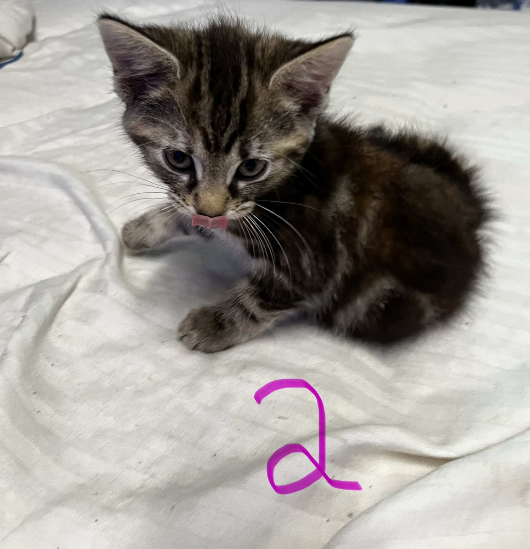 Kittens image 1
