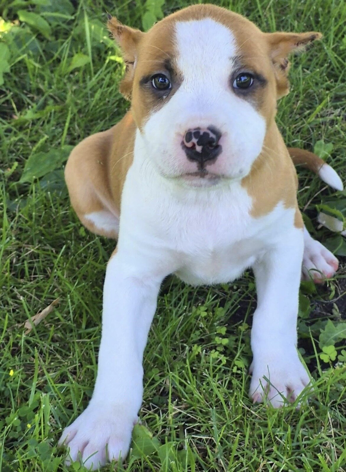XL BULLY Female image 5