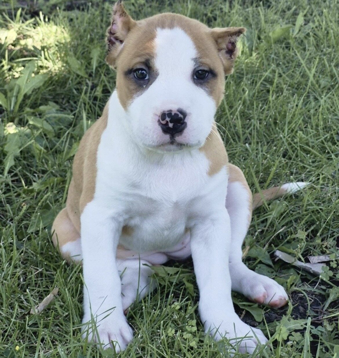 XL BULLY Female image 4