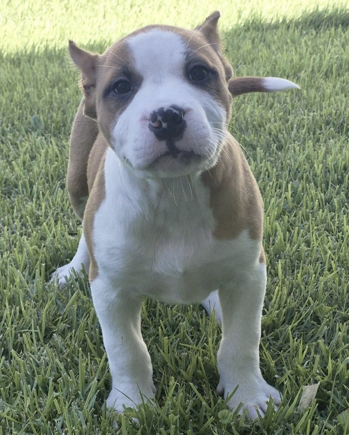 XL BULLY Female image 3