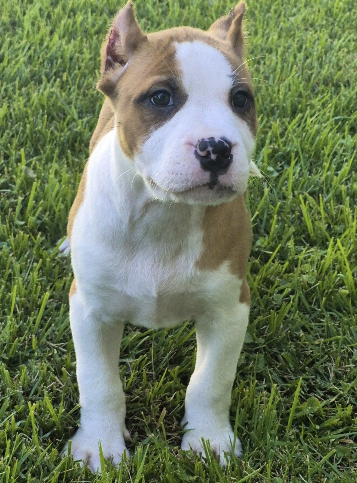 XL BULLY Female image 2