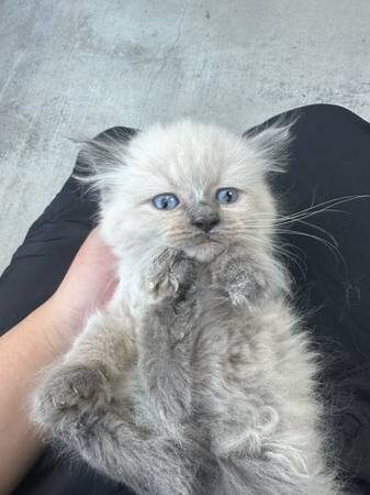 Female ragdoll image 1