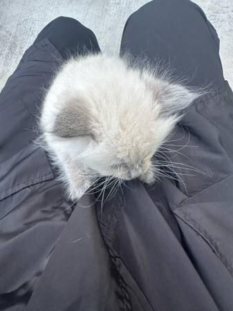 Female ragdoll image 2
