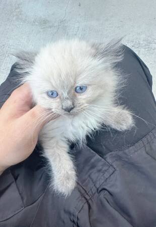 Female ragdoll image 3