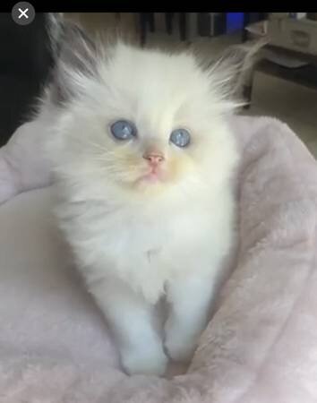 Lovely Ragdoll kitty image 1