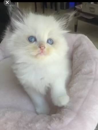 Lovely Ragdoll kitty image 2