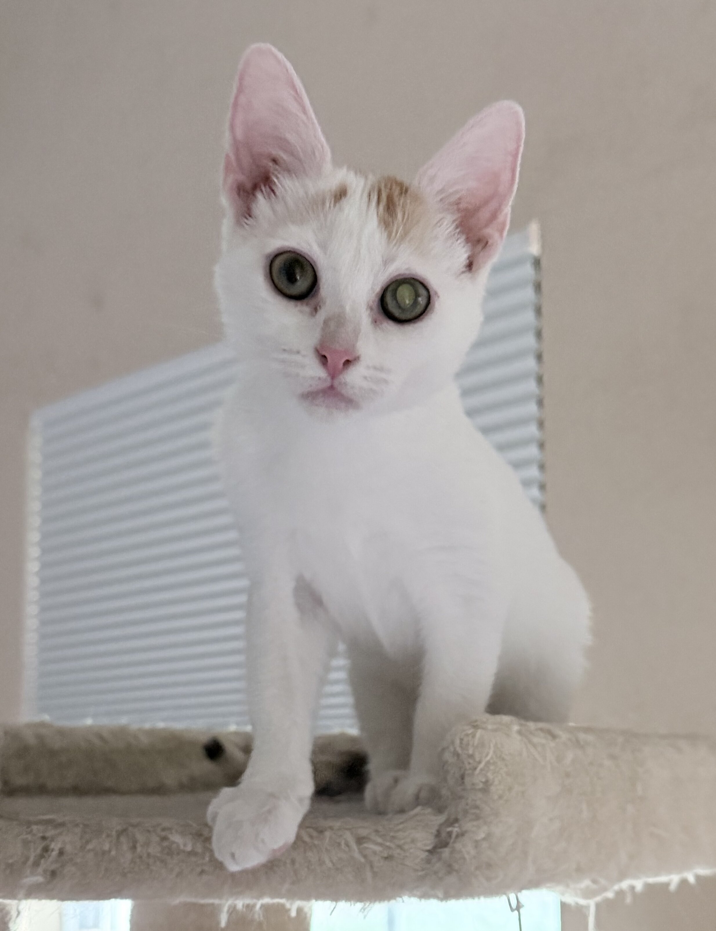 Girl Kitten Purrs Affectionate Friendly image 3