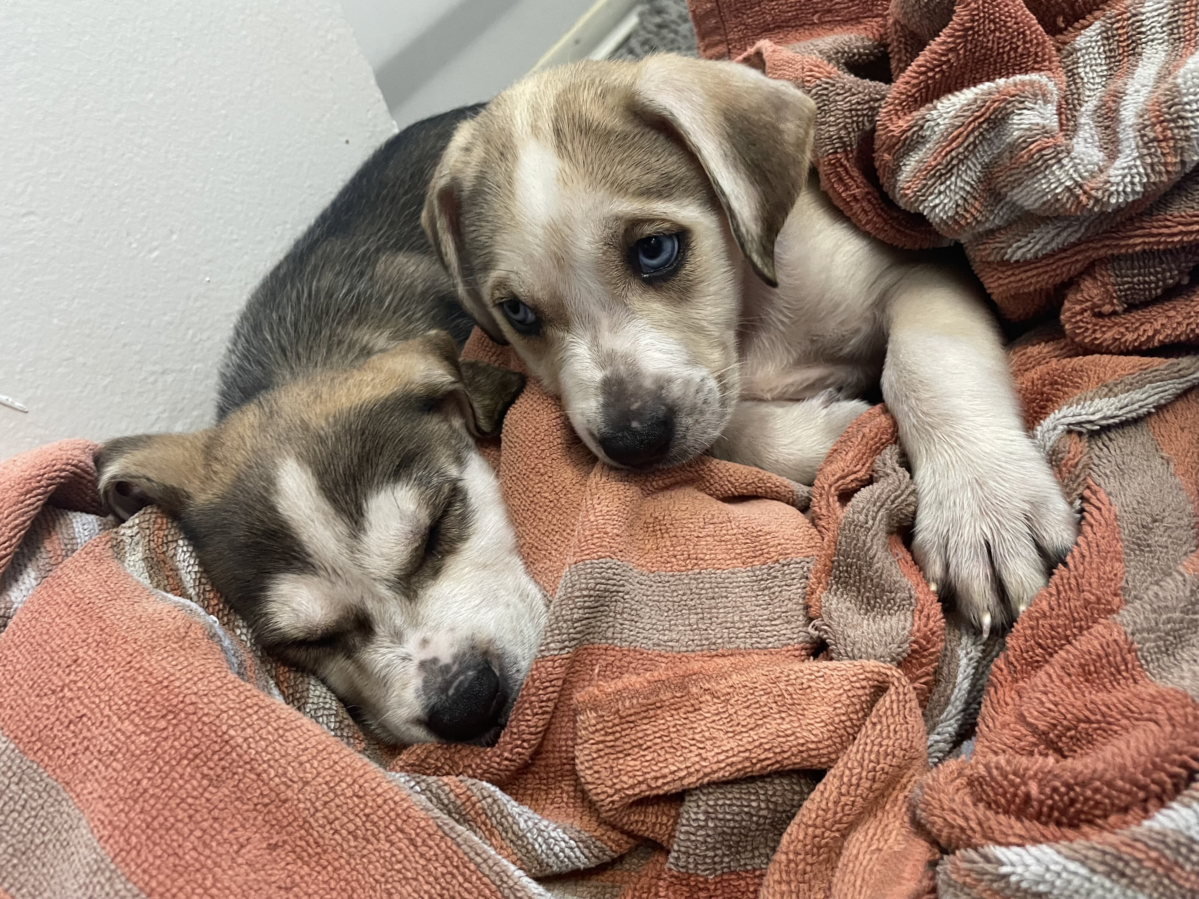 Husky x mini shepherd image 2