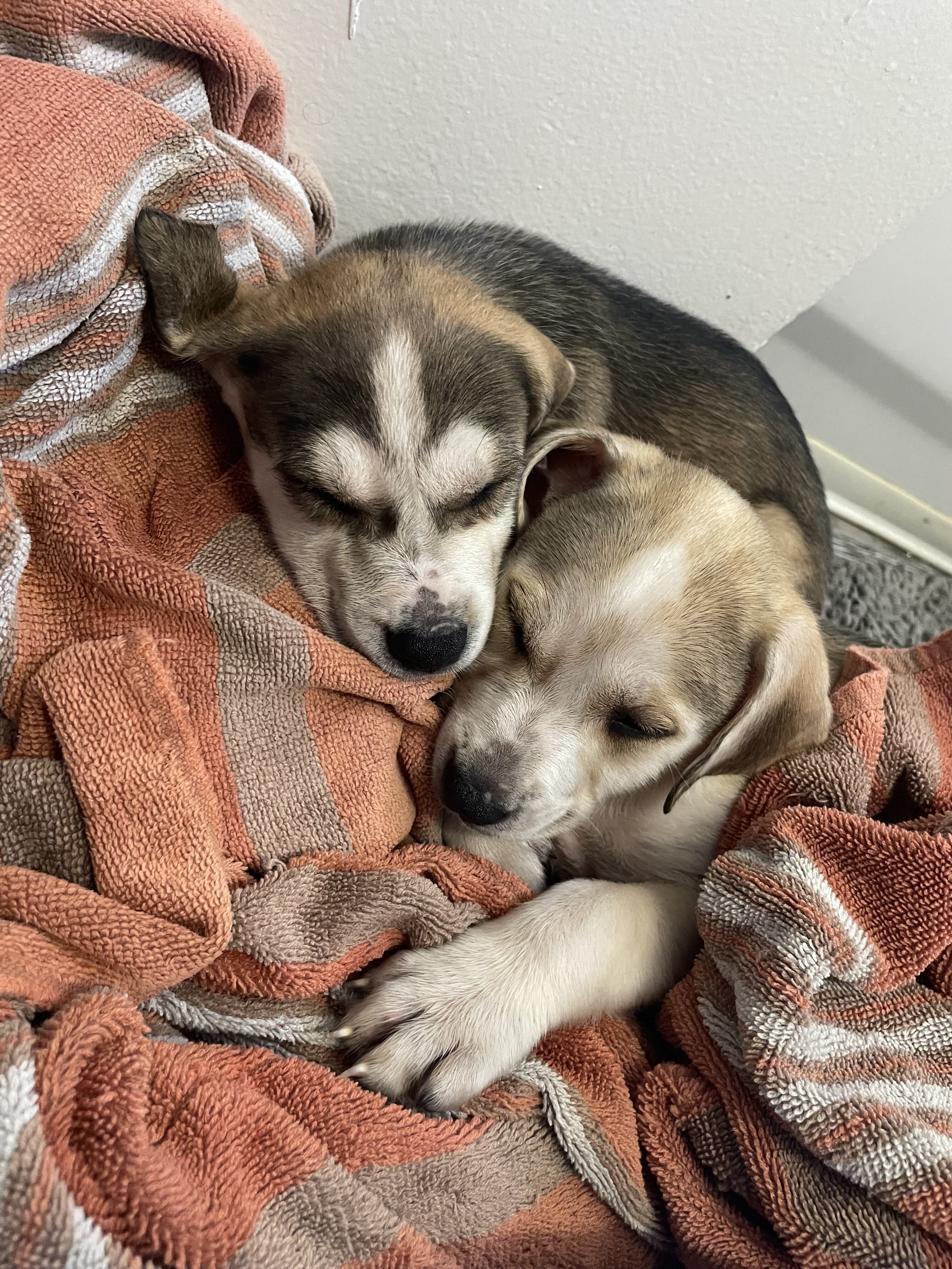 Husky x mini shepherd image 1