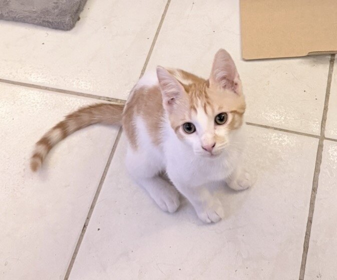 Boy Kitten Affectionate Purrs Friendly image 3