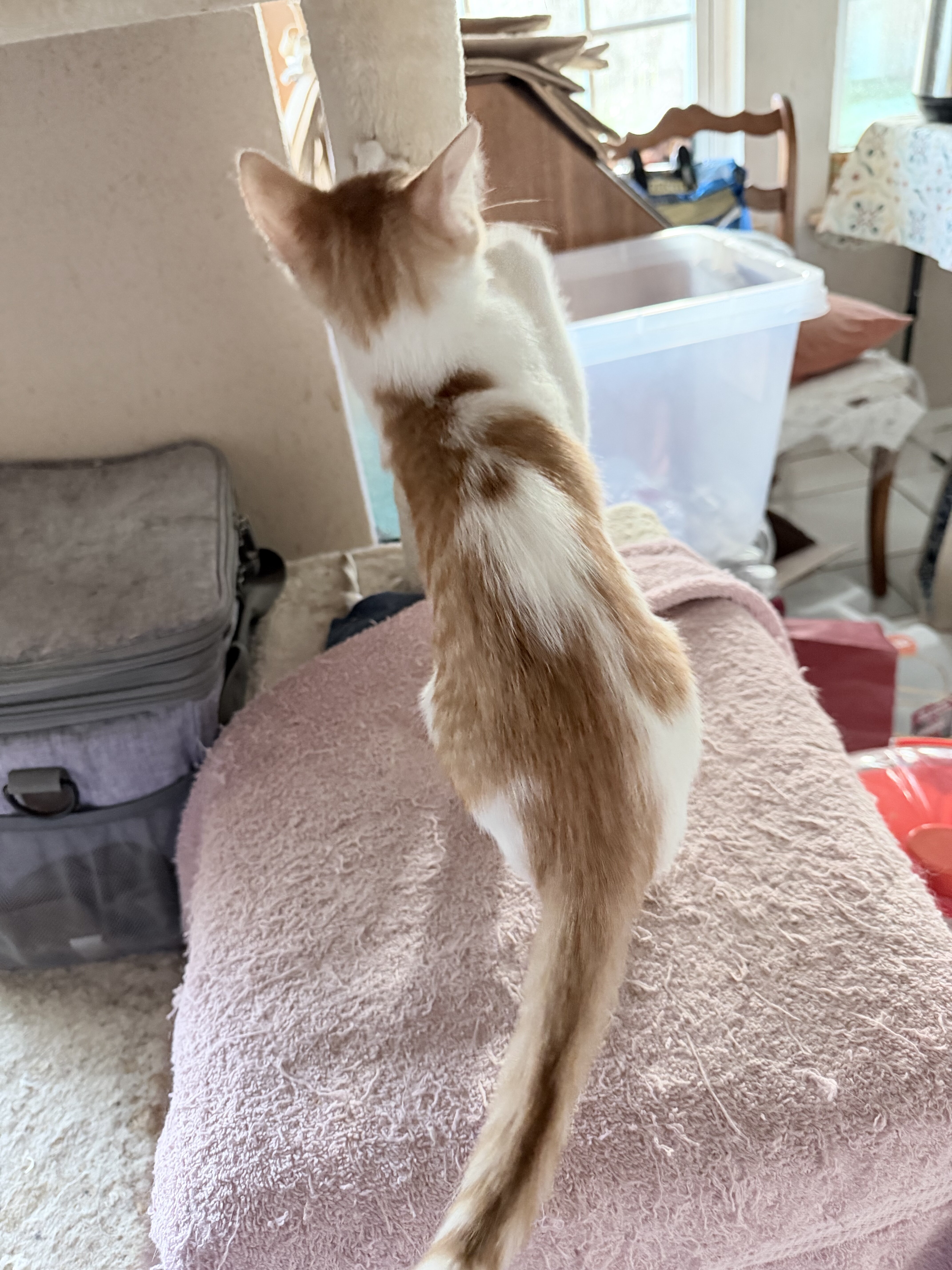 Boy Kitten Affectionate Purrs Friendly image 4